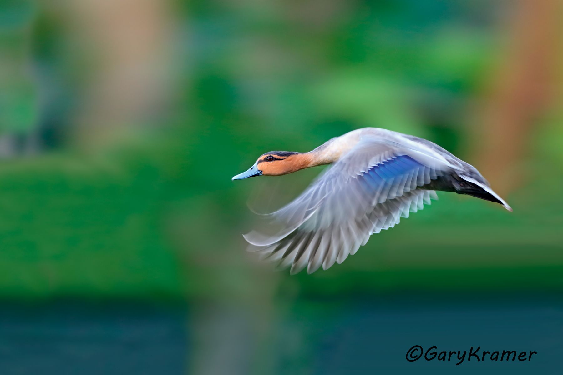 Philippine Duck (Anas luzonica)  Philippine Duck (Anas luzonica) - PBWP#137d