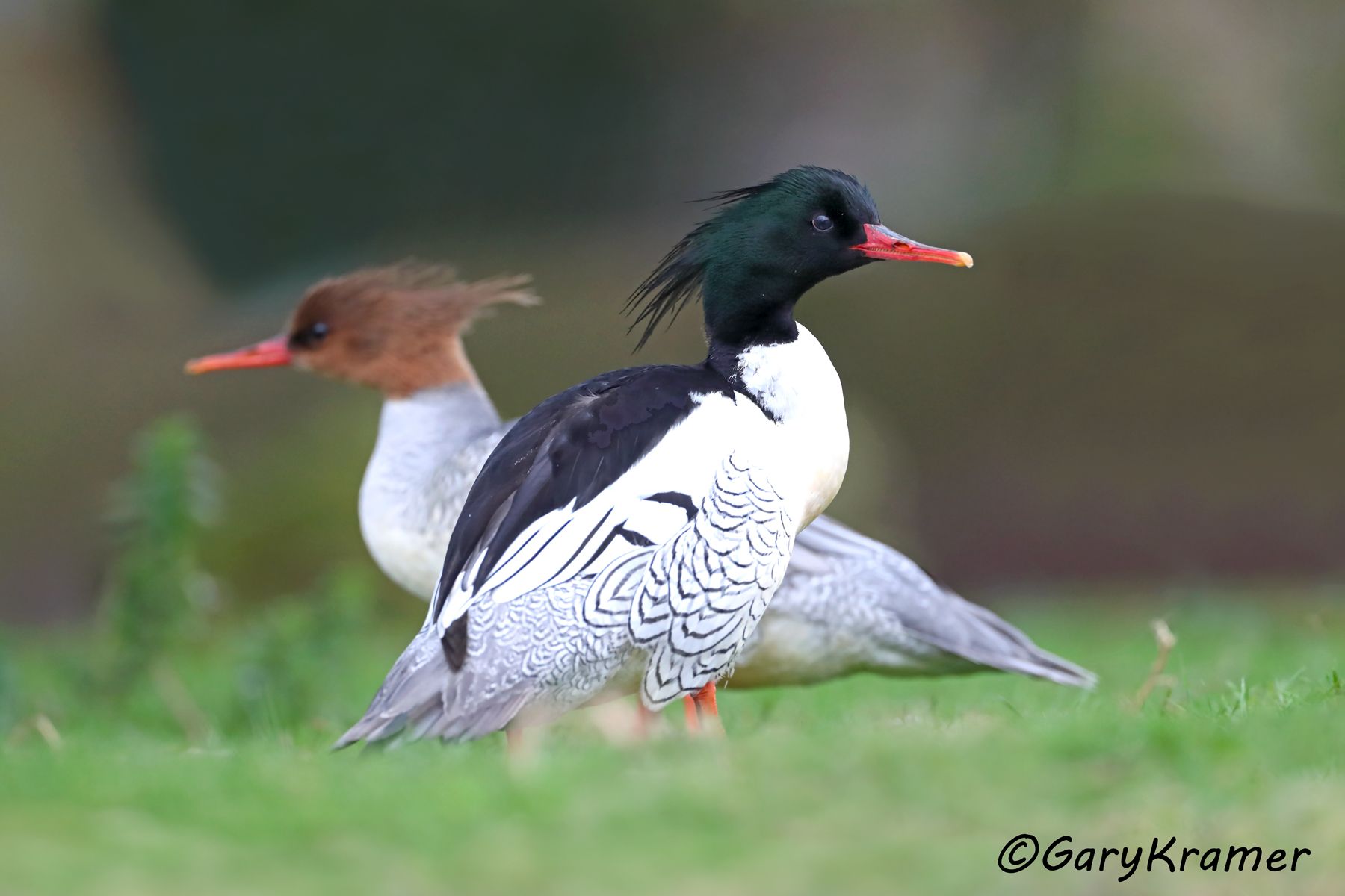 Scaly-sided Merganser (Mergellus squamatus)  Scaly-sided Merganser (Mergellus squamatus) - EBWMc#085d