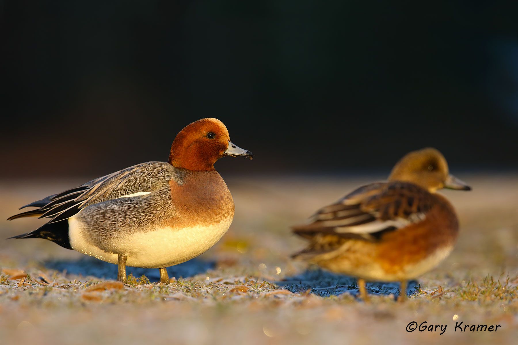 Eurasian Wigeon (Anas penelope) England - EBWW#059d