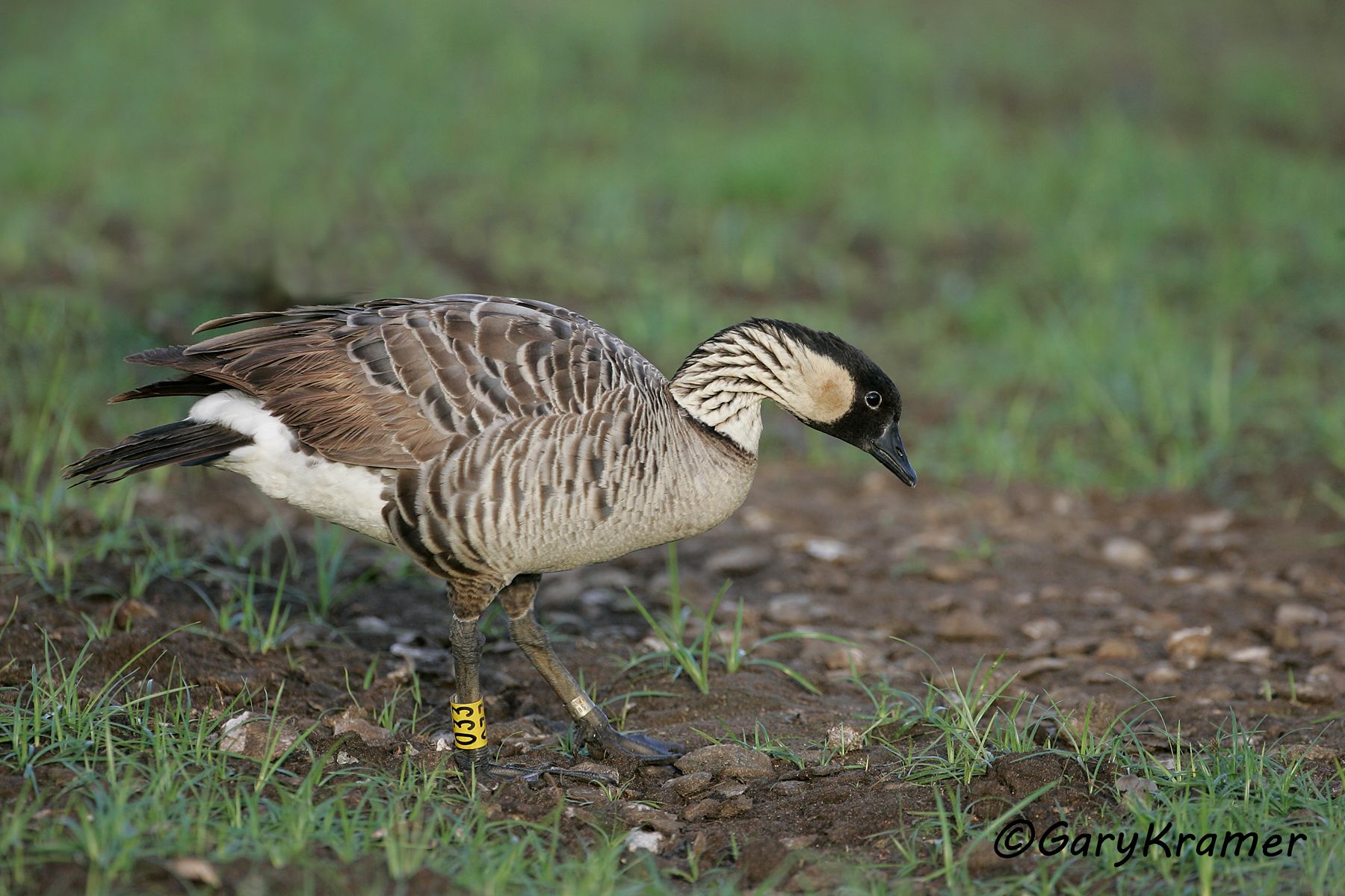 Hawaiian Goose (Nene) (Branta sandvicensis) Hawaiian Goose (Nene) (Branta sandvicensis) - NBWN#396d