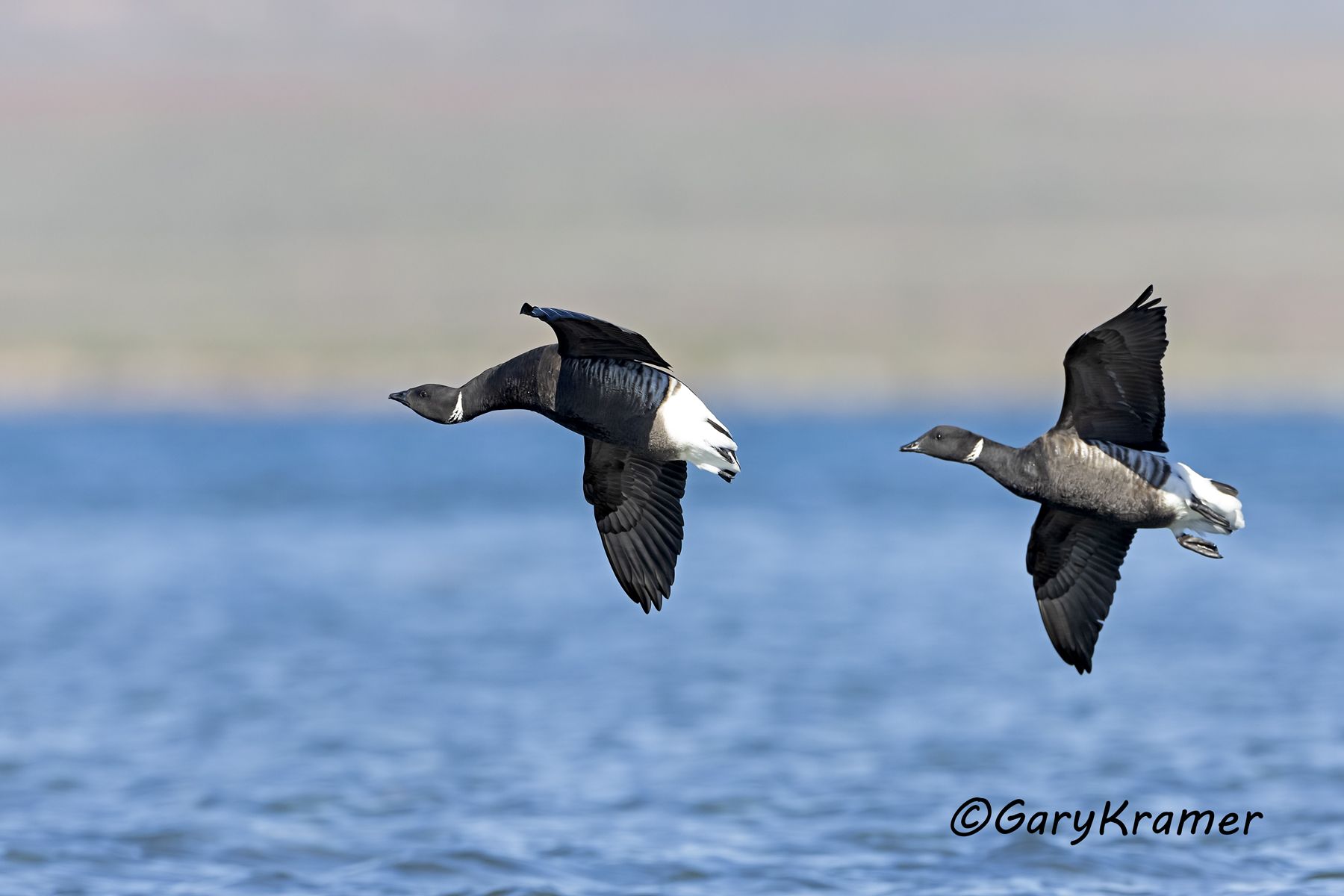 Black (Pacific) Brant (Branta bernicla nigricans) - NBWBp#1752d