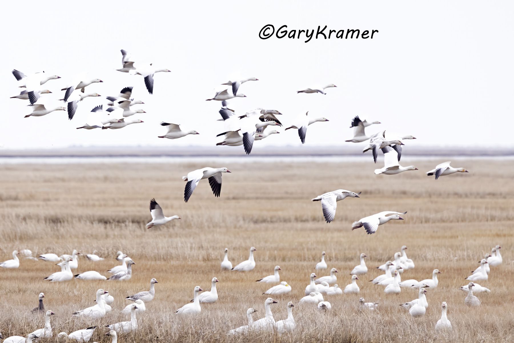 Greater Snow Goose (Chen caerulescens atlantica) - NBWSa#454d