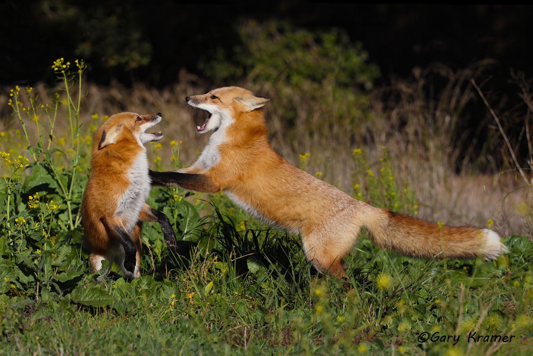 Red Fox (Vulpes fulva) - NMFr#630d