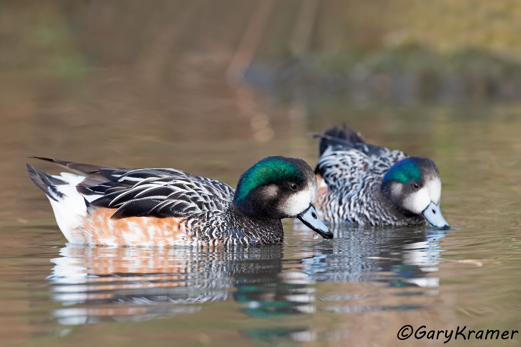 Chiloe Wigeon (Mareca sibilatrix) - SBWWc#092d (Argentina)