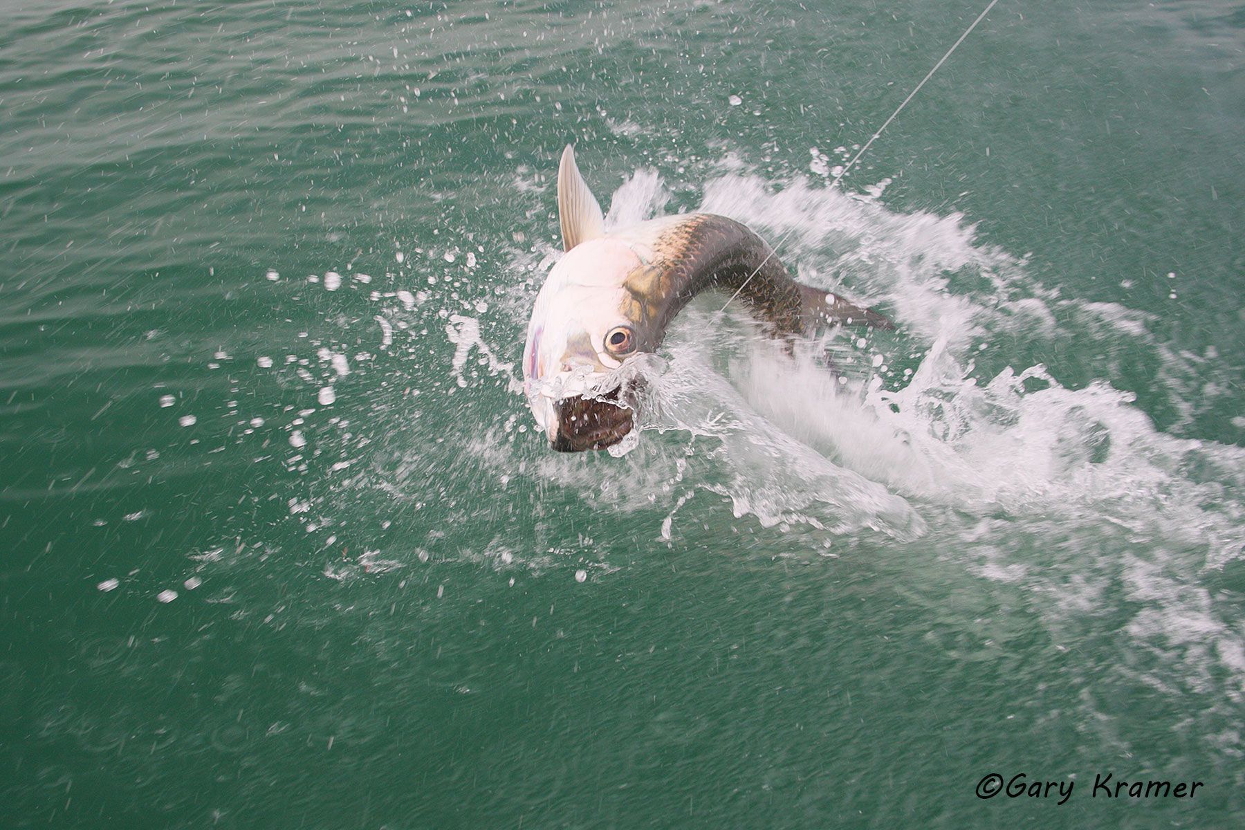 Tarpon (Megalops atlanticus), Costa Rica - NFTH#014d