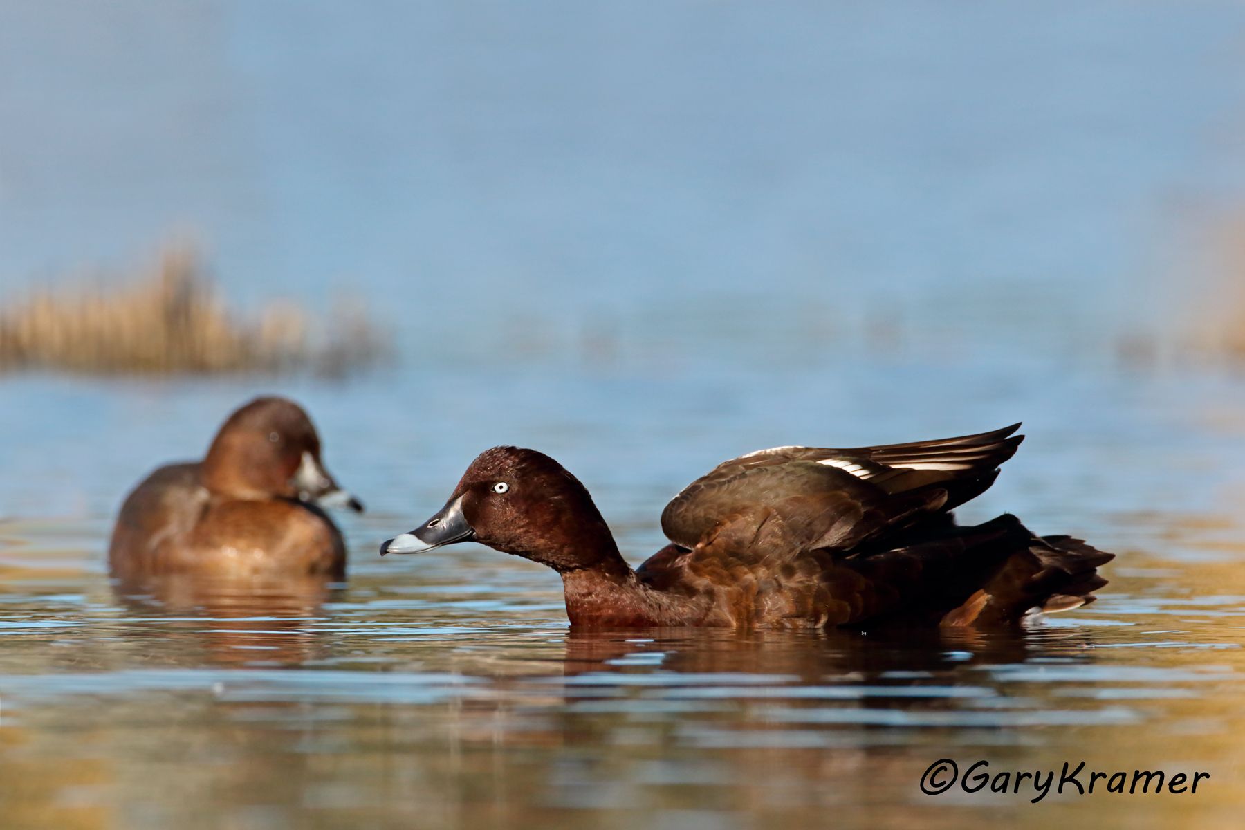 Hardhead (Aythya australis)  Hardhead (Aythya australis) - OBWH#060d