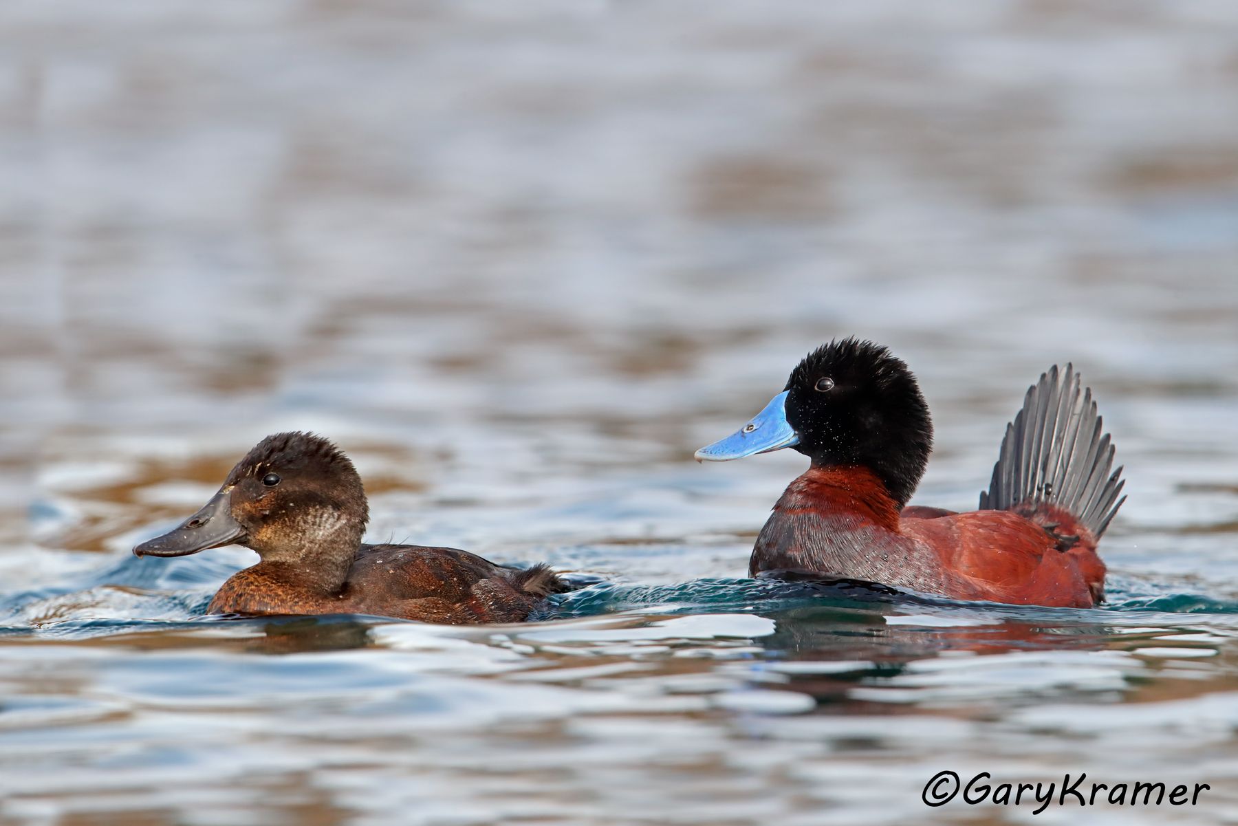 Andean Duck (Oxyura ferruginea) - SBWRa#247d(2) (Chile)