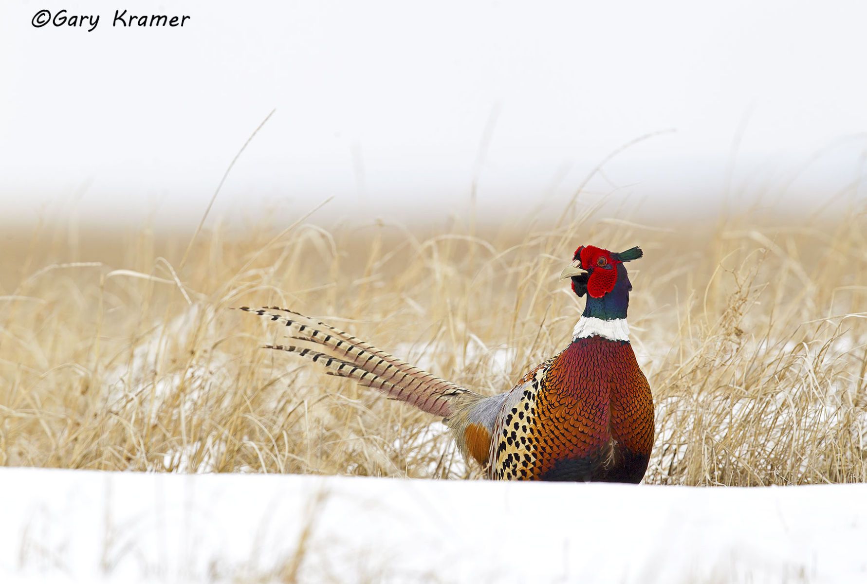 Ring-necked Pheasant (Phasianus colchicus) by GaryKramer.net, 530-934-3873, gkramer@cwo.com Ring-necked Pheasant (Phasianus colchicus) - NBGP#1517d