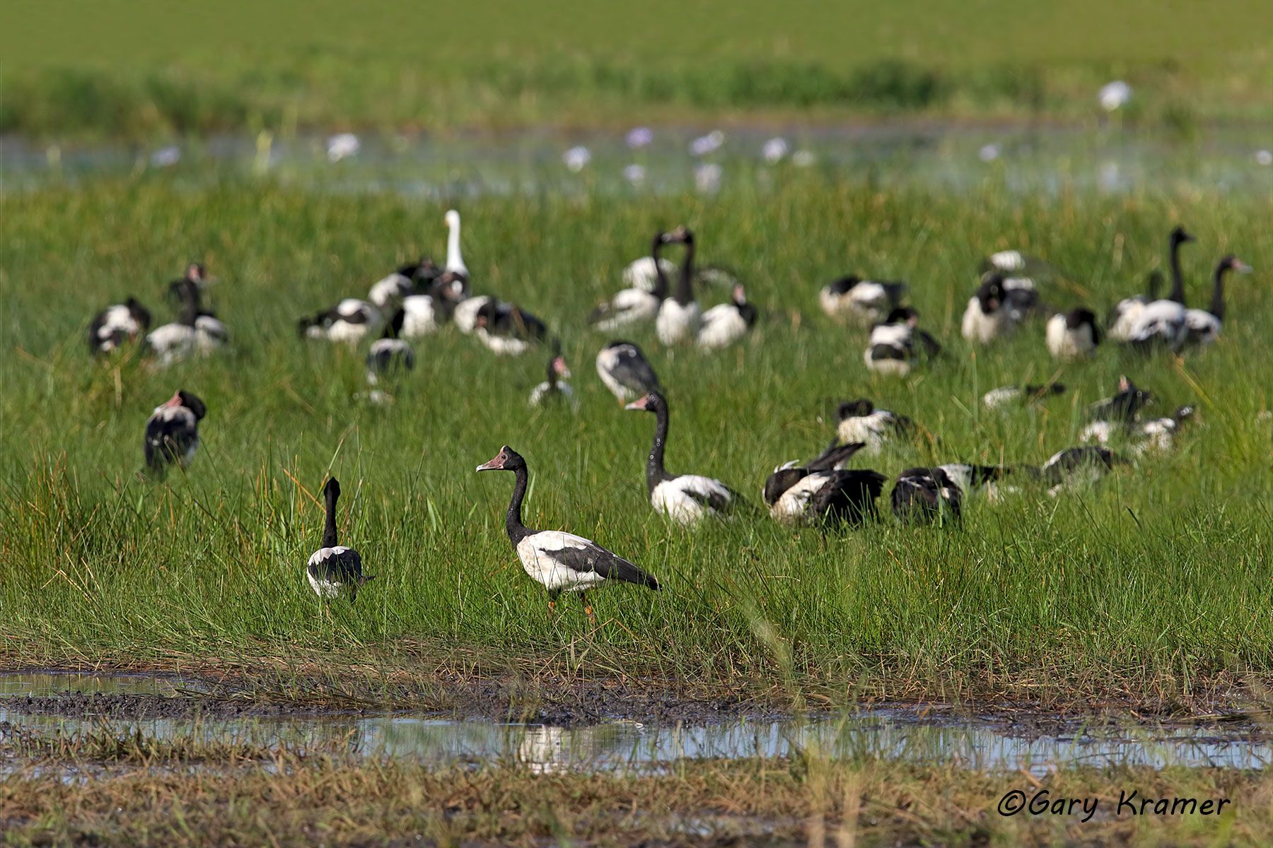 Magpie Goose (Anseranas semipalmata) Australia - OWBGm#115d