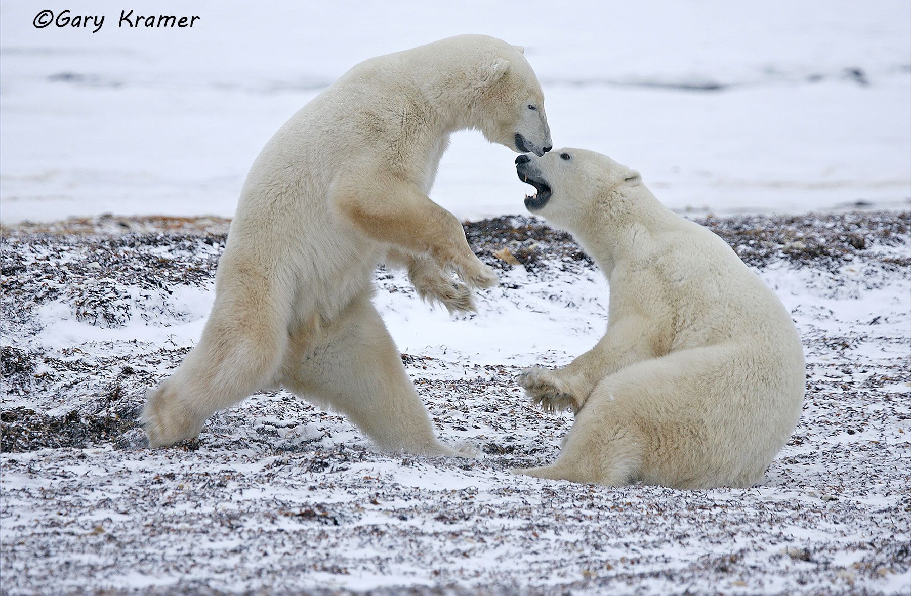 Polar Bear (Thalarctos maritimus) by GaryKramer.net, 530-934-3873, gkramer@cwo.com Polar Bear (Thalarctos maritinus) - NMBP#257d