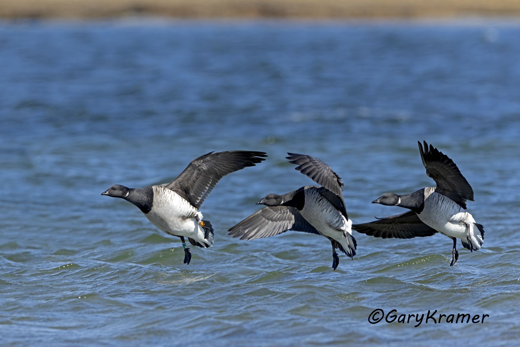 Light-bellied Brant (Atlantic) (Branta bernicla hrota) - NBWBa#656d