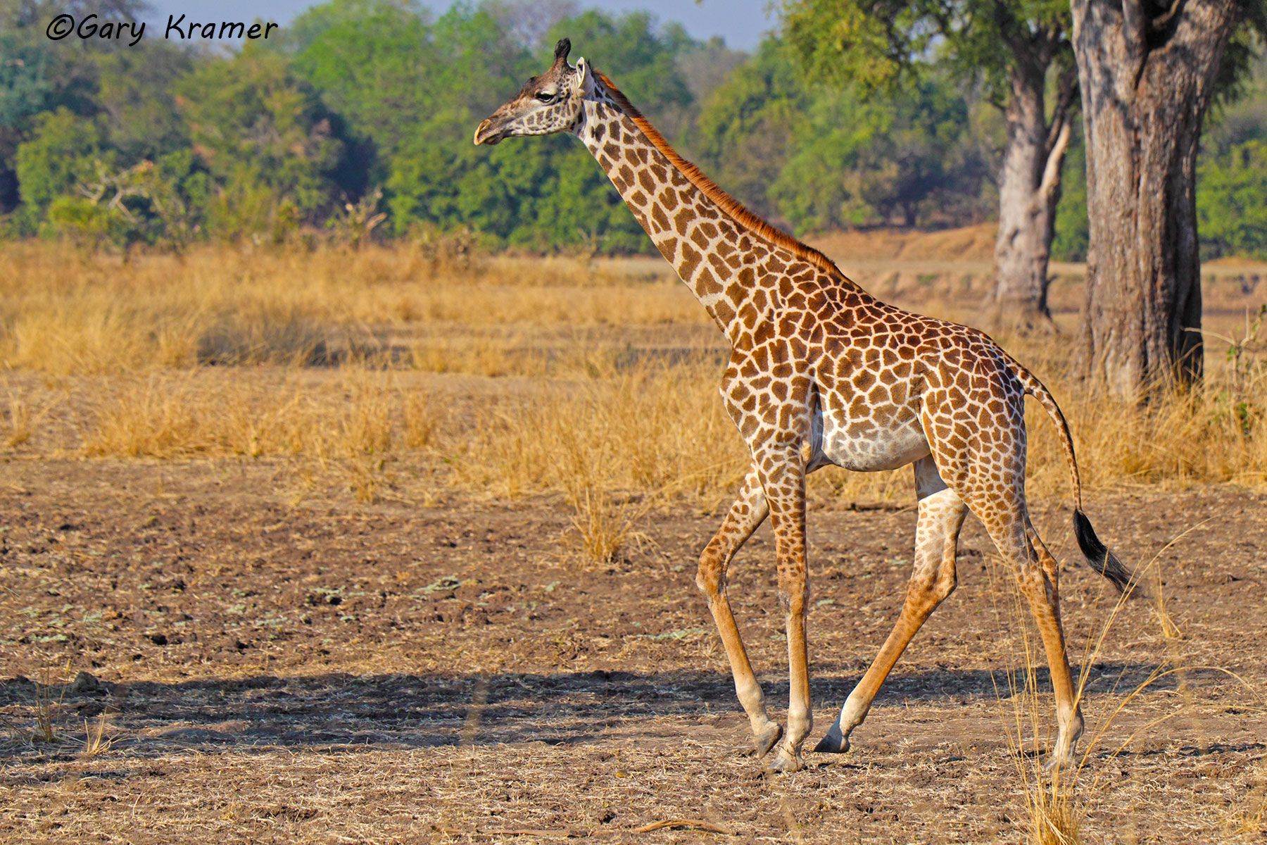 Thornicroft's Giraffe (Giraffa c. thornicrofti) Thornicroft's Giraffe (Giraffa c. thornicrofti) - AMGt#025d