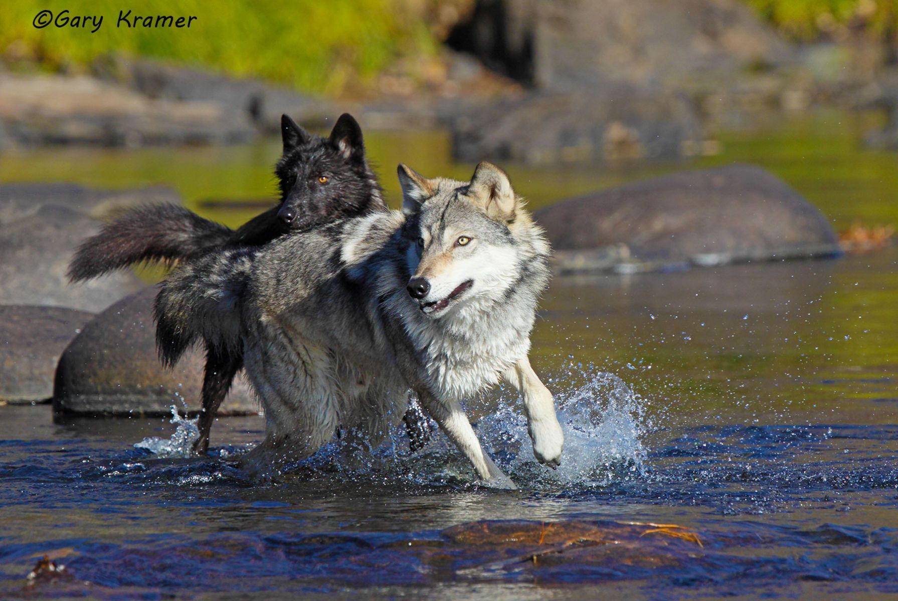 Gray Wolf (Canis lupus) - NMWg#1710d
