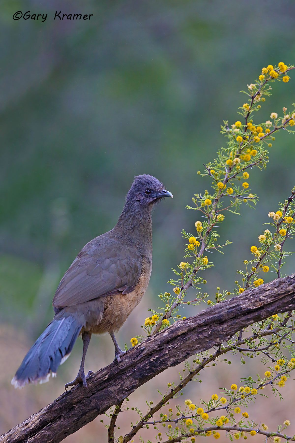 Chachalaca (Ortalis vetula) Chachalaca (Ortalis vetula) - NBGCa#137d