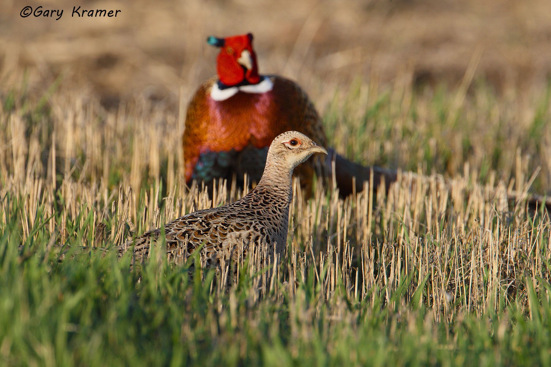 Ring-necked Pheasant (Phasianus colchicus) by GaryKramer.net, 530-934-3873, gkramer@cwo.com - Published: Pheasants Forever Spring 2012 Ring-necked Pheasant (Phasianus colchicus) - NBGP#1149d
