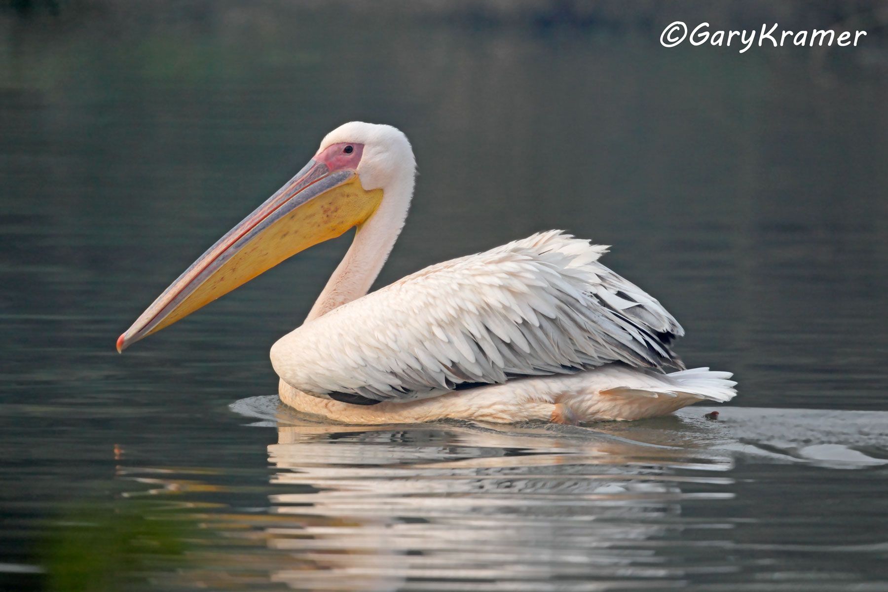 White Pelican (Pelecanus onocrotalus) - IBPw#002d