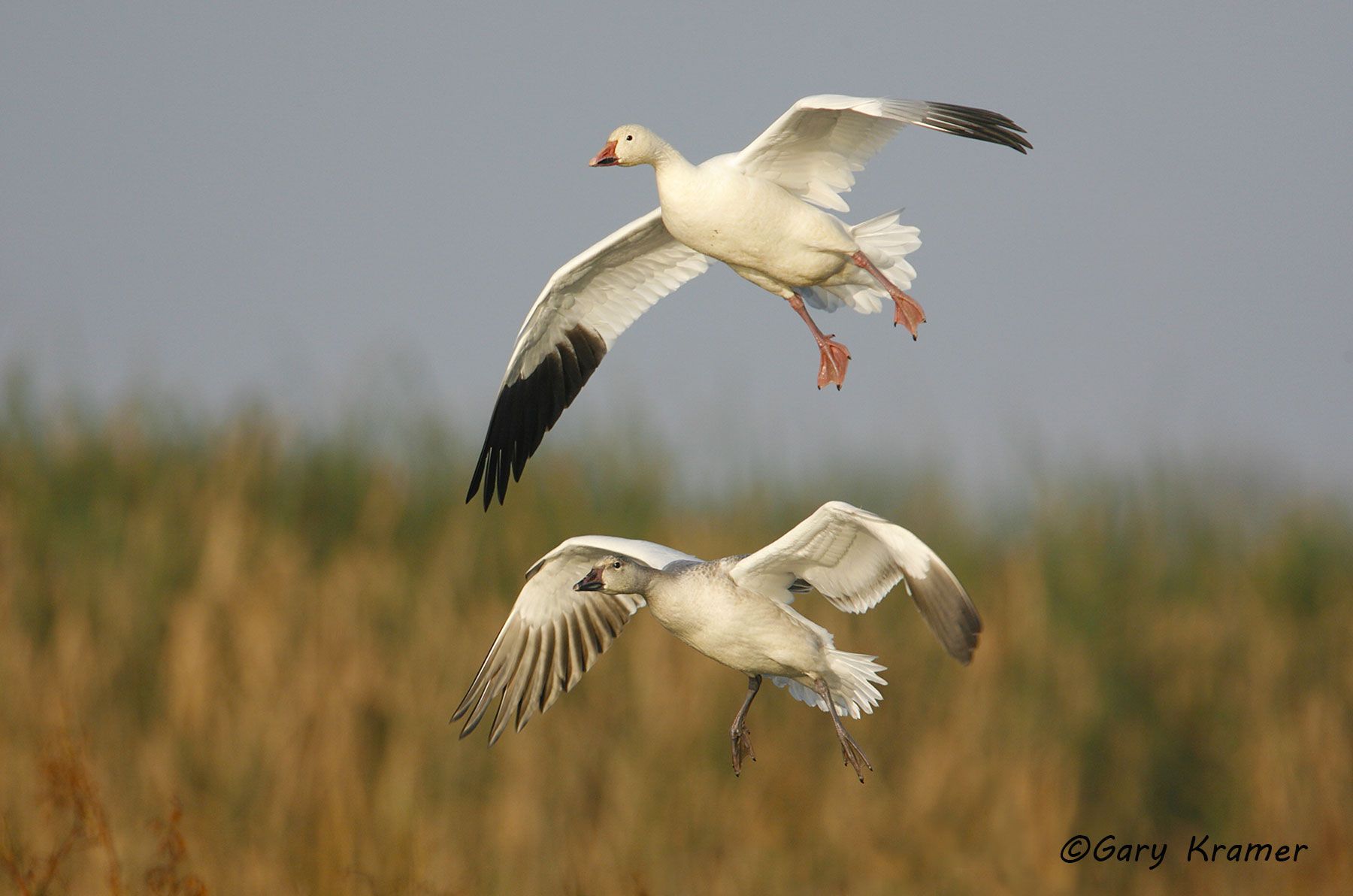 Lesser Snow Goose (Anser caerulescens) - NBWSg#1476d
