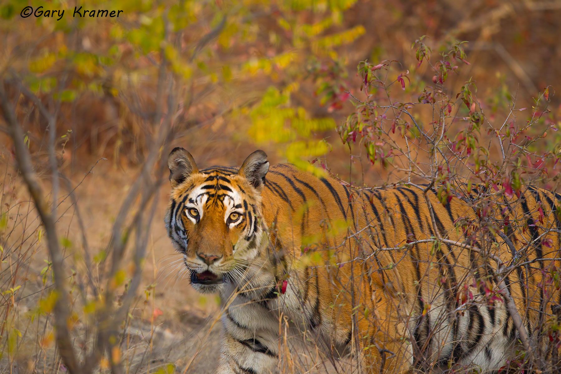 Tiger (Bengal) (Panthera tigrus tigrus) - AMTb#061d
