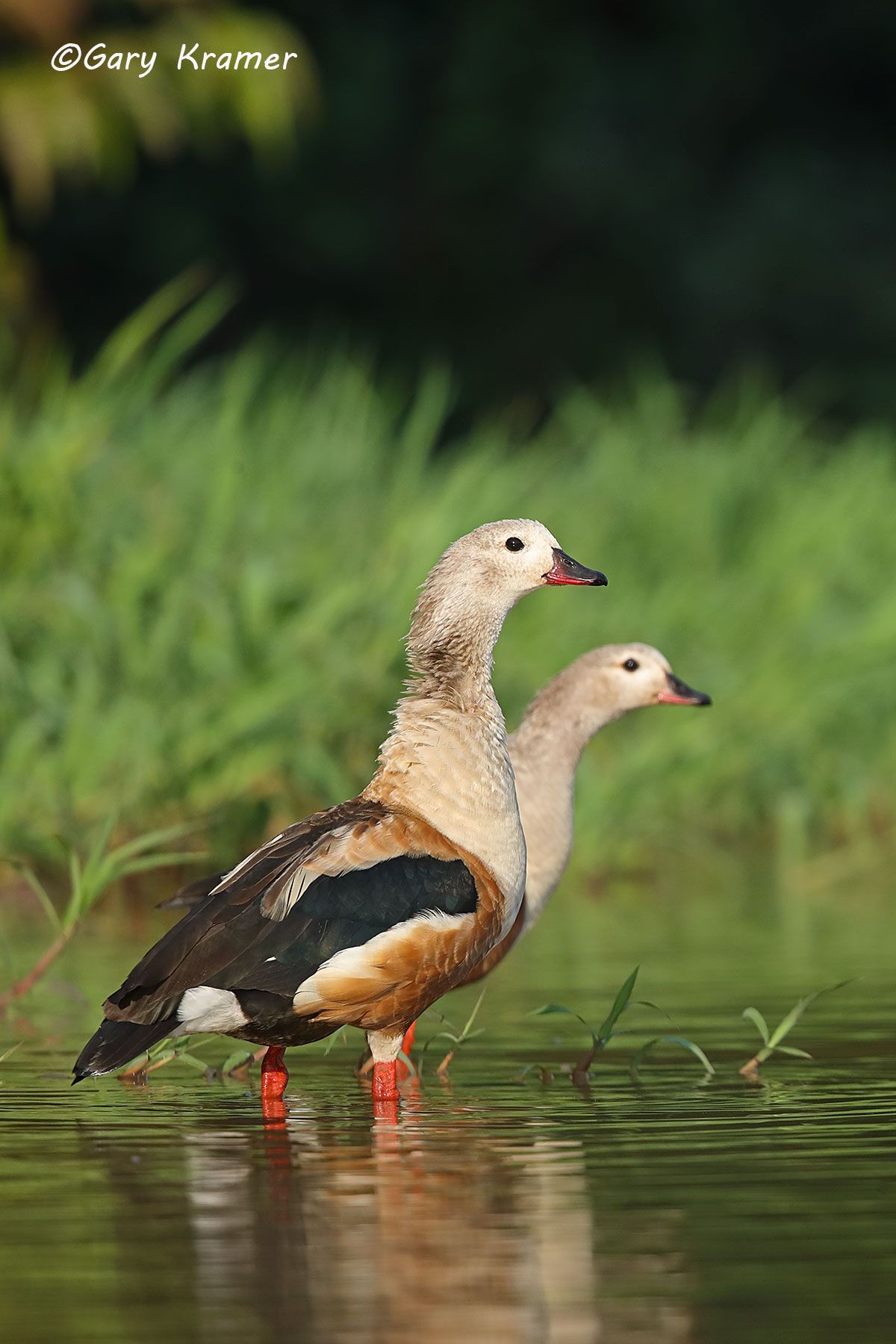 Orinoco Goose (Neochen jubata) - SBWGo#153d(2) (Bolivia)