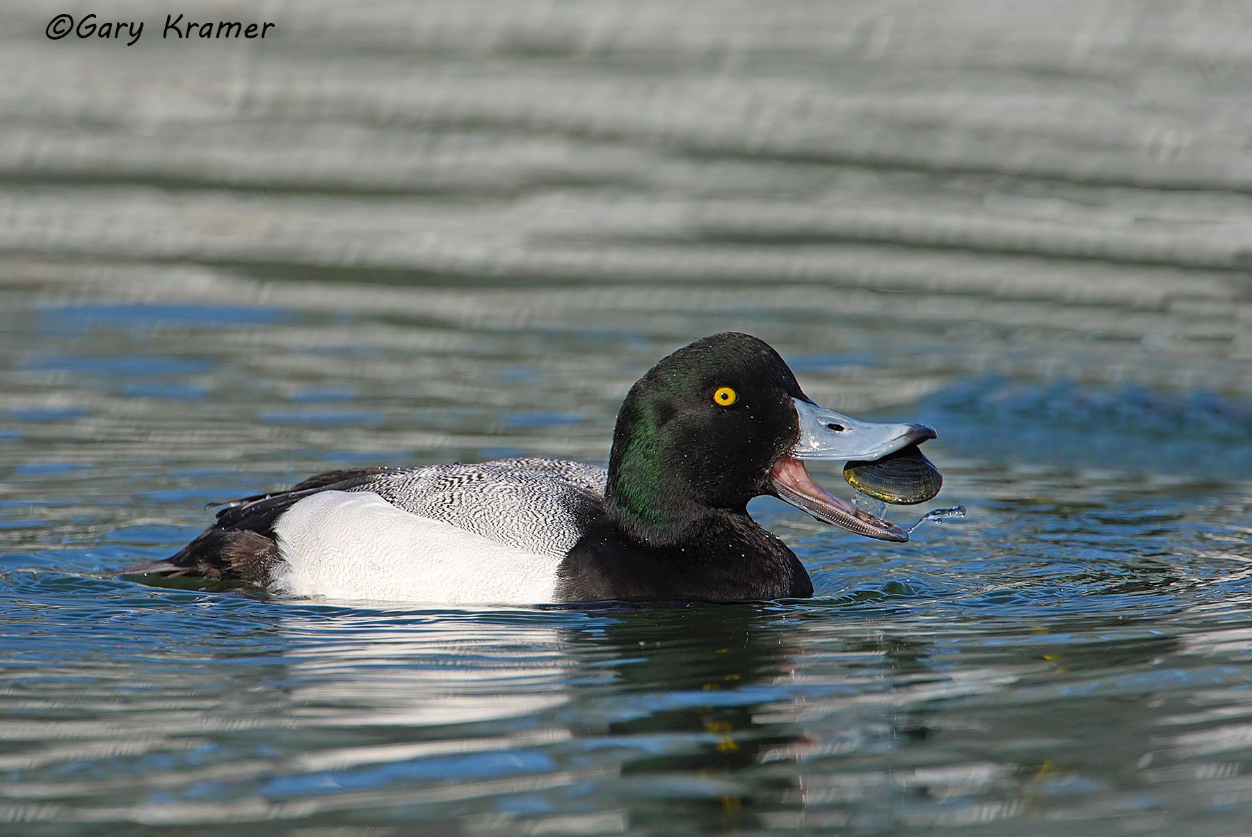 Greater Scaup (Aythya marila) - NBWSga#508d
