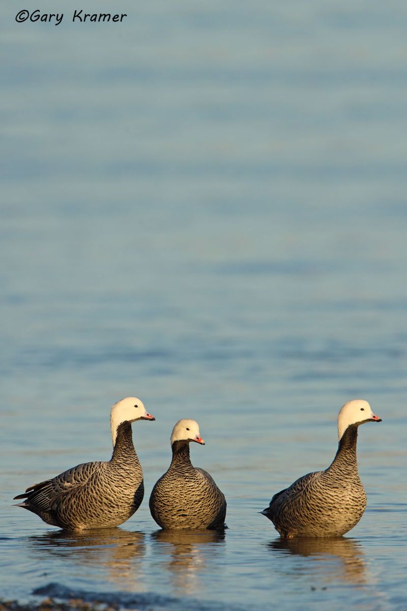Emperor Goose (Anser canagicus) by GaryKramer.net, 530-934-3873, gkramer@cwo.com Emperor Goose (Anser canagicus) - NBWEg#171d(2)