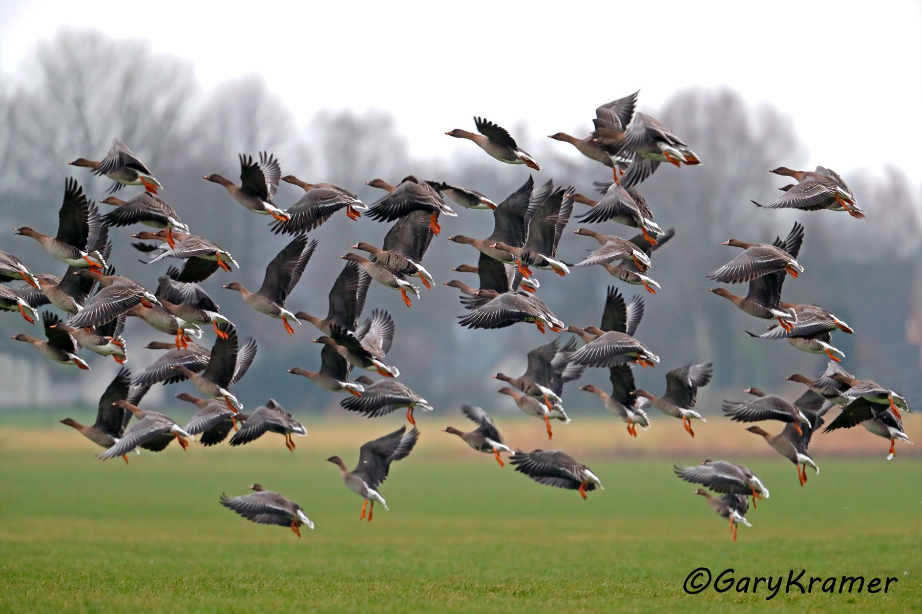 Tundra Bean Goose (Anser serrirostris)  Tundra Bean Goose (Anser serrirostris) - EBWGtb#101d