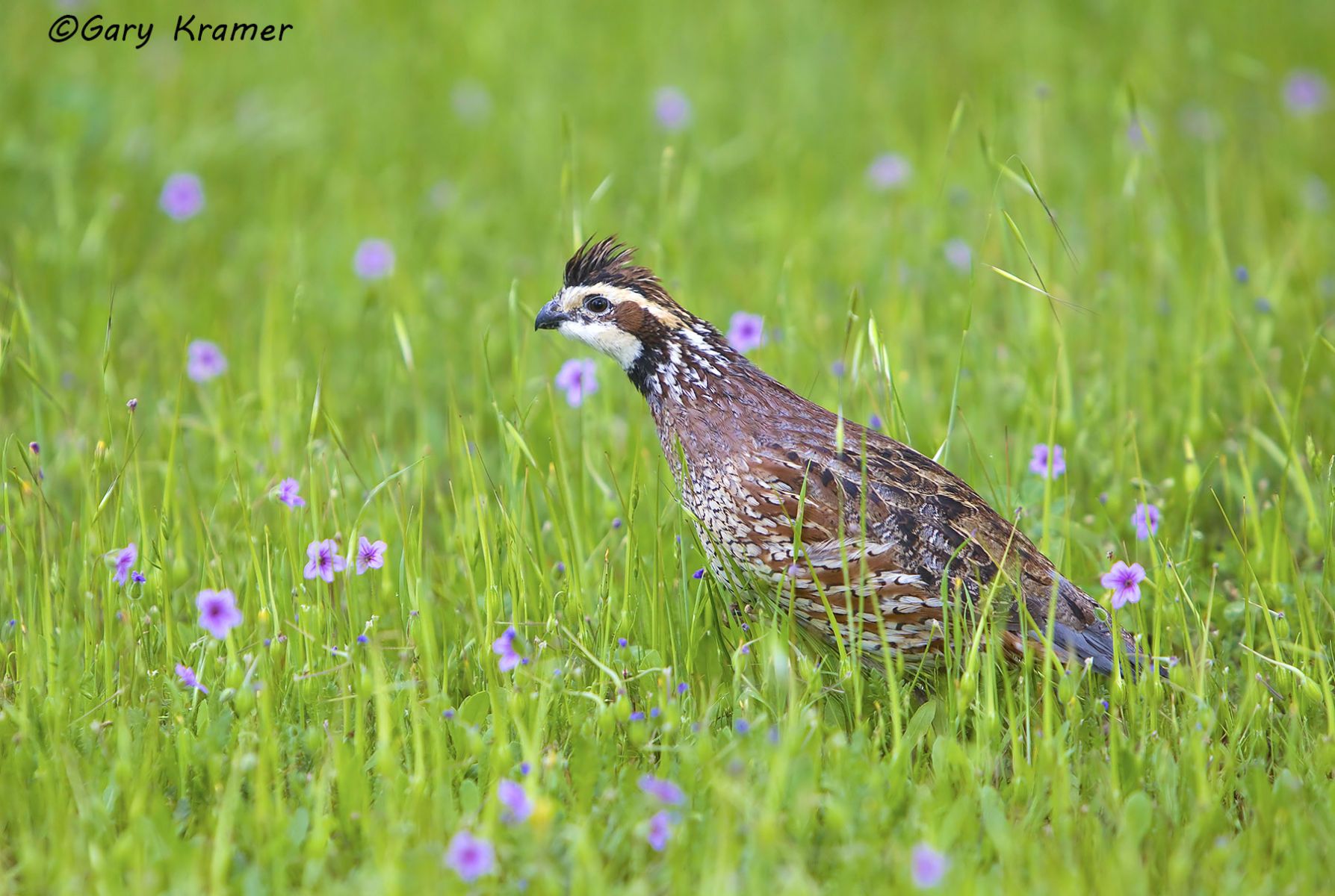 Quail - Bobwhite - California - Scaled