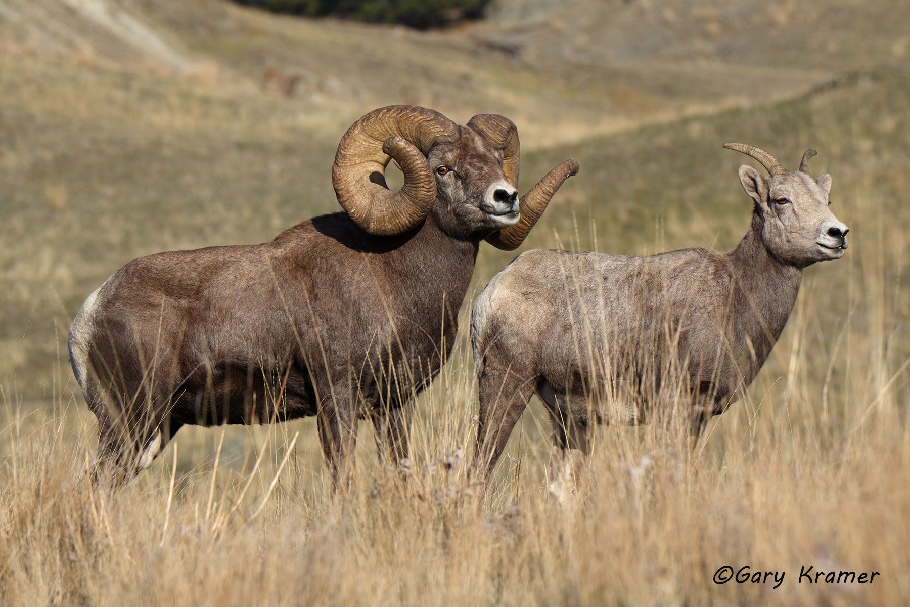 Rocky Mountain Bighorn (Ovis canadensis canadensis) by GaryKramer.net, 530-934-3873, gkramer@cwo.com Rocky Mountain Bighorn (Ovis canadensis canadensis) - NMSBr#1467d