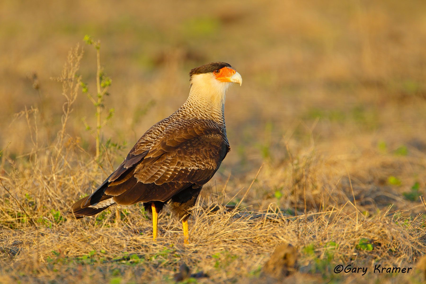 Crested Caracara(Polyborus planeus) - NBRC#035d