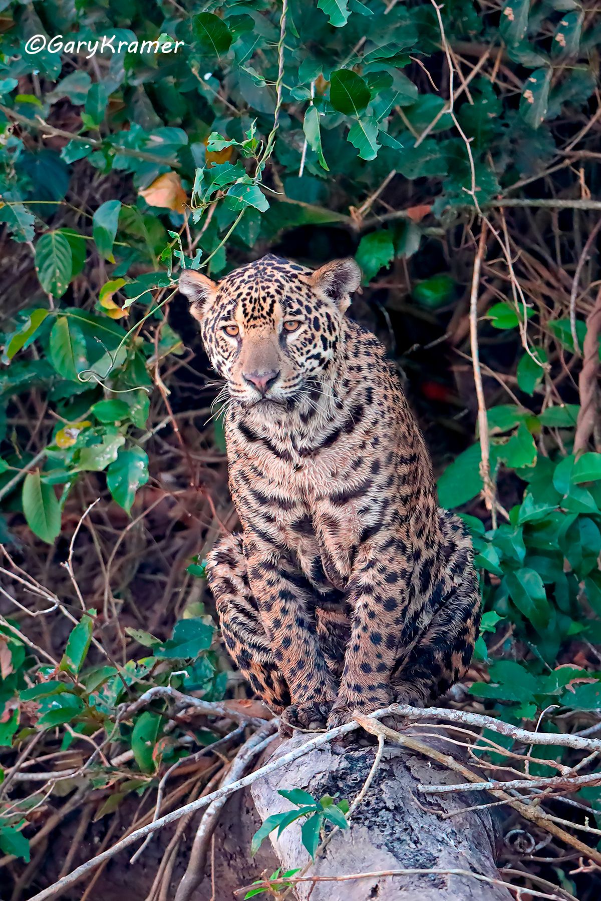 Jaguar (Puma onca) SMJp#030d(2).jpg