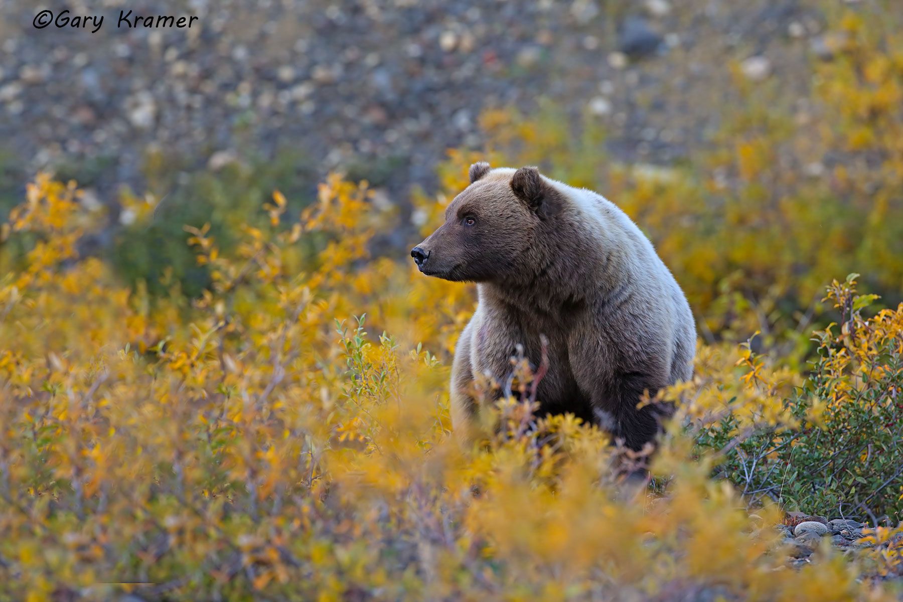 Grizzly Bear (Ursus horribilis) by GaryKramer.net, 530-934-3873 , gkramer@cwo.com Grizzly Bear (Ursus horribilis) - NMBG#252d