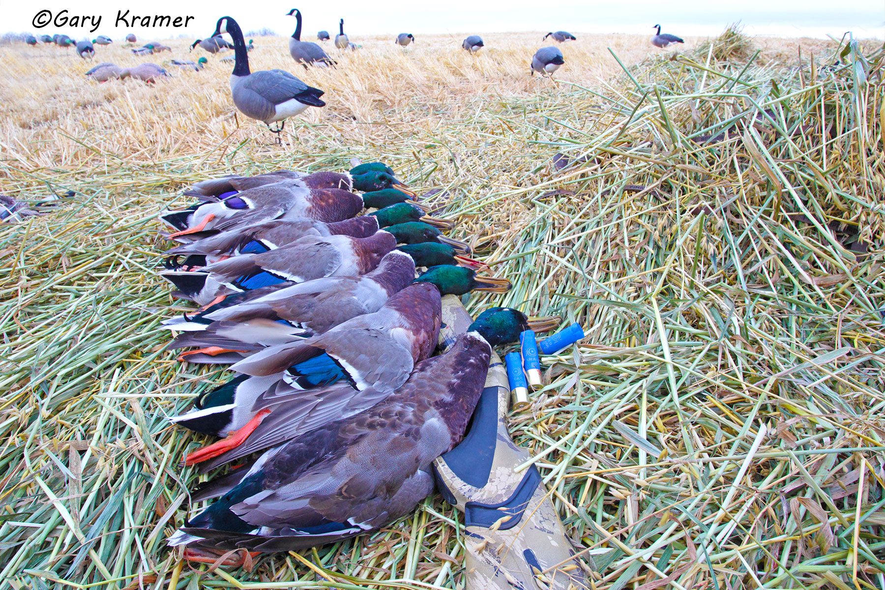 Mallard(s) in the bag - NHDbm#069d.jpg