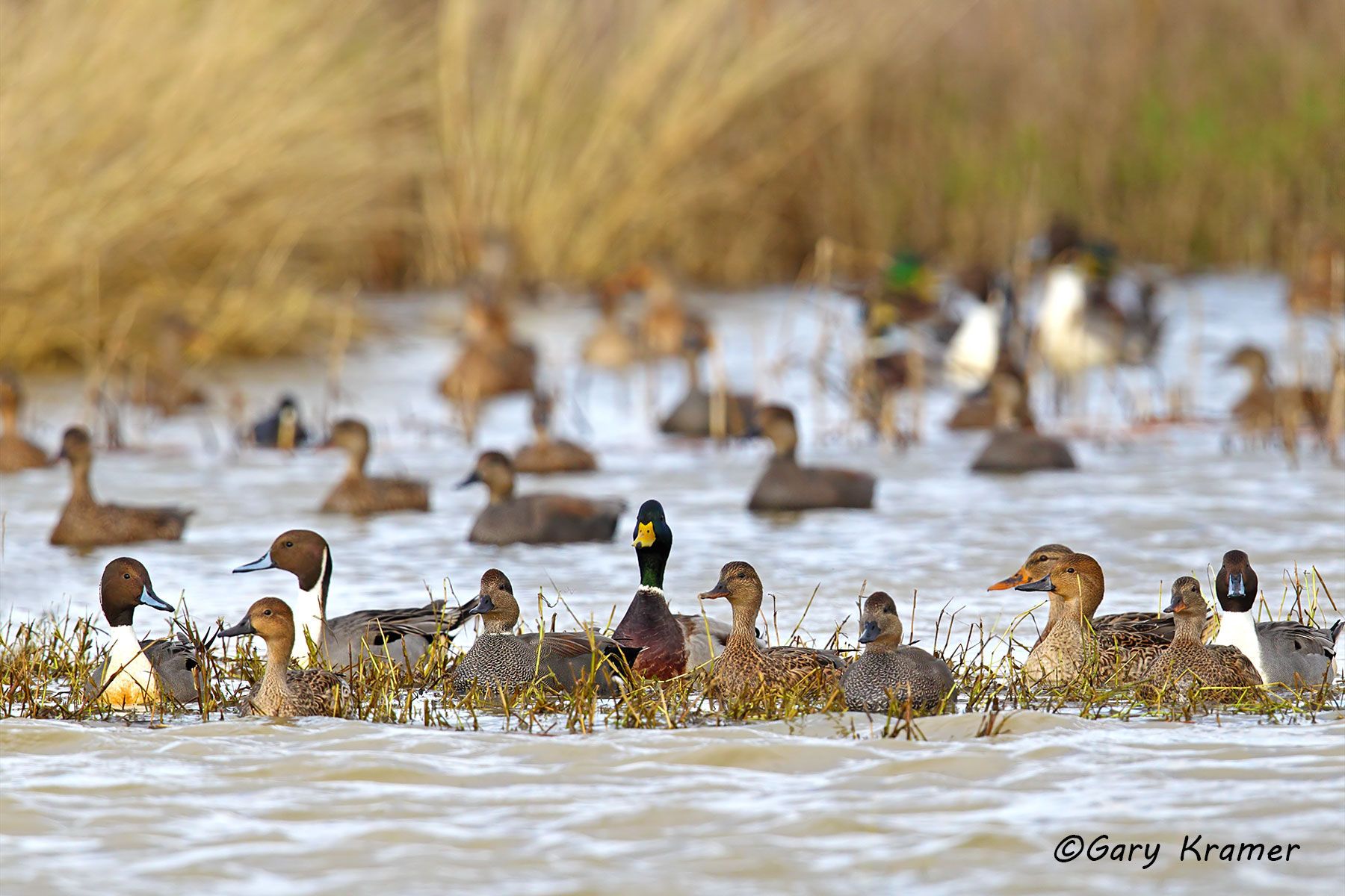 Northern Pintail/Gadwall/Mallard Northern Pintail/Gadwall/Mallard - NBWX#978d