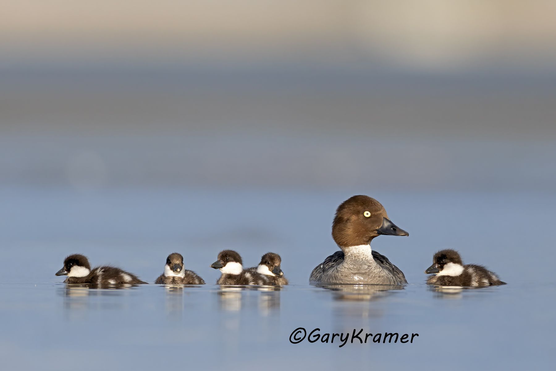 Common Goldeneye (Bucephala clangula) Common Goldeneye (Bucephala clangula) - NBWGc#810d(2)
