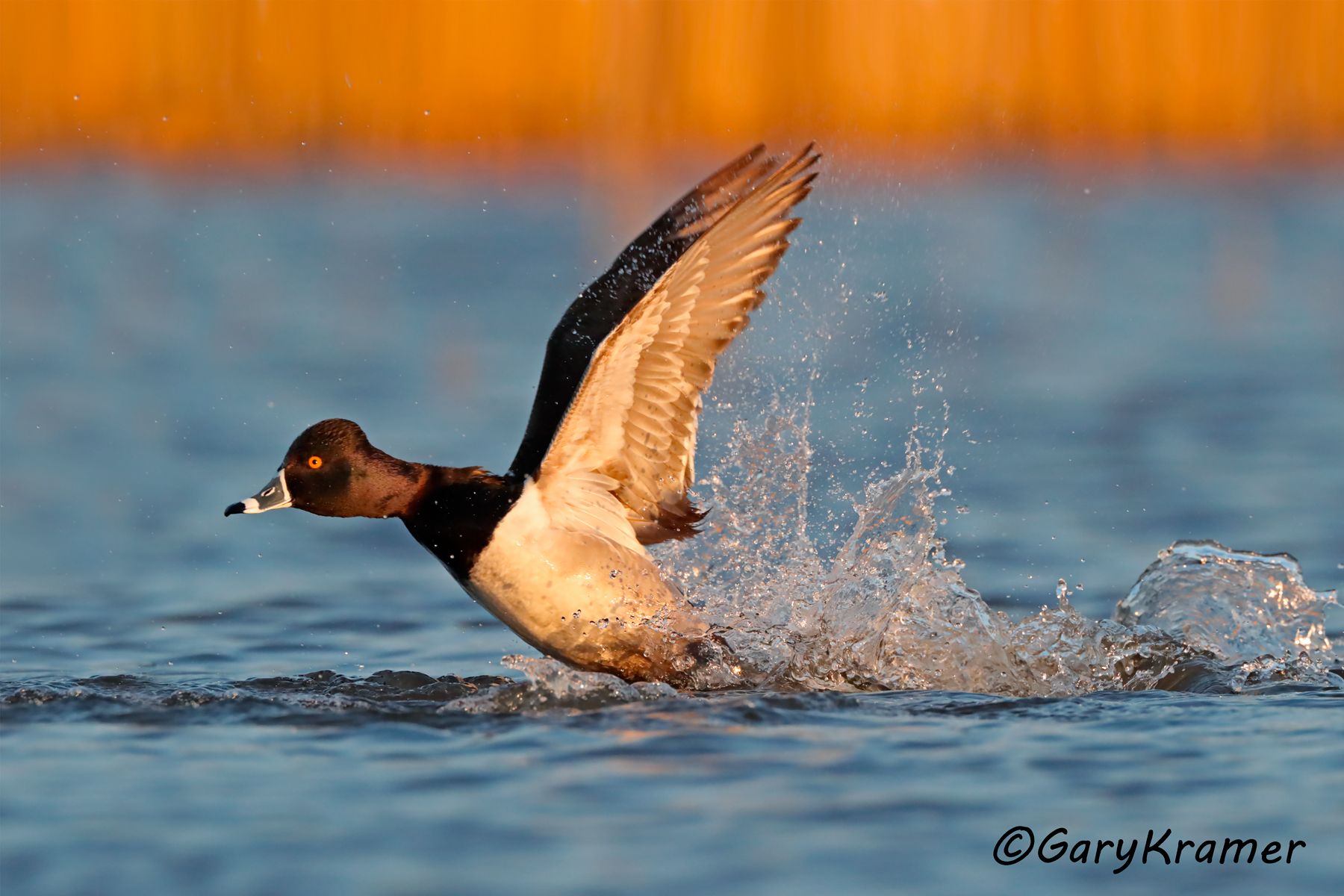 Ring-necked Duck (Aythya collaris) Ring-necked Duck (Aythya collaris) - NBWRn#887d