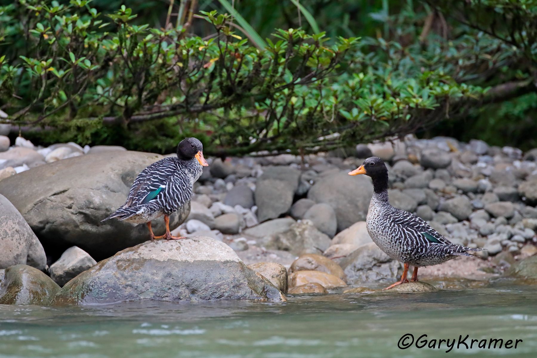 Salvadori's Teal (Salvadorina waigiuensis) (New Guinea)   Salvadori's Teal (Salvadorina waigiuensis) - OBWTs#043d (New Guinea)