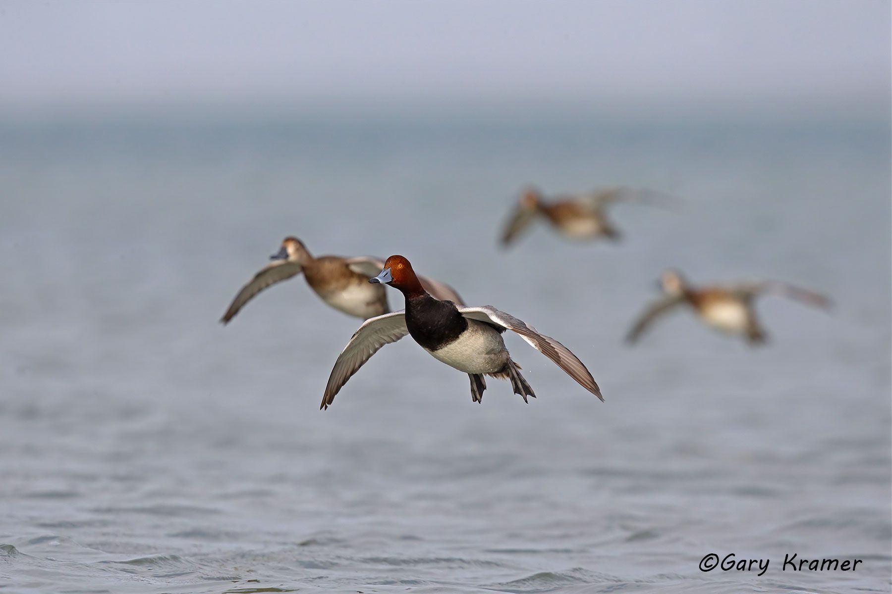 Redhead (Aythya americana) Redhead (Aythya americana) - NBWR#823d