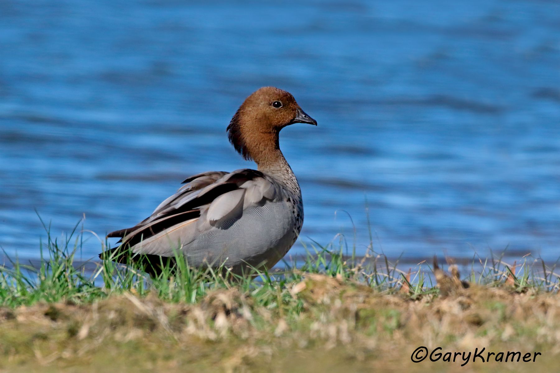 Austraian Wood Duck  (Chenonetta jubata)  Austraian Wood Duck (Chenonetta jubata) - OBWWd#243d
