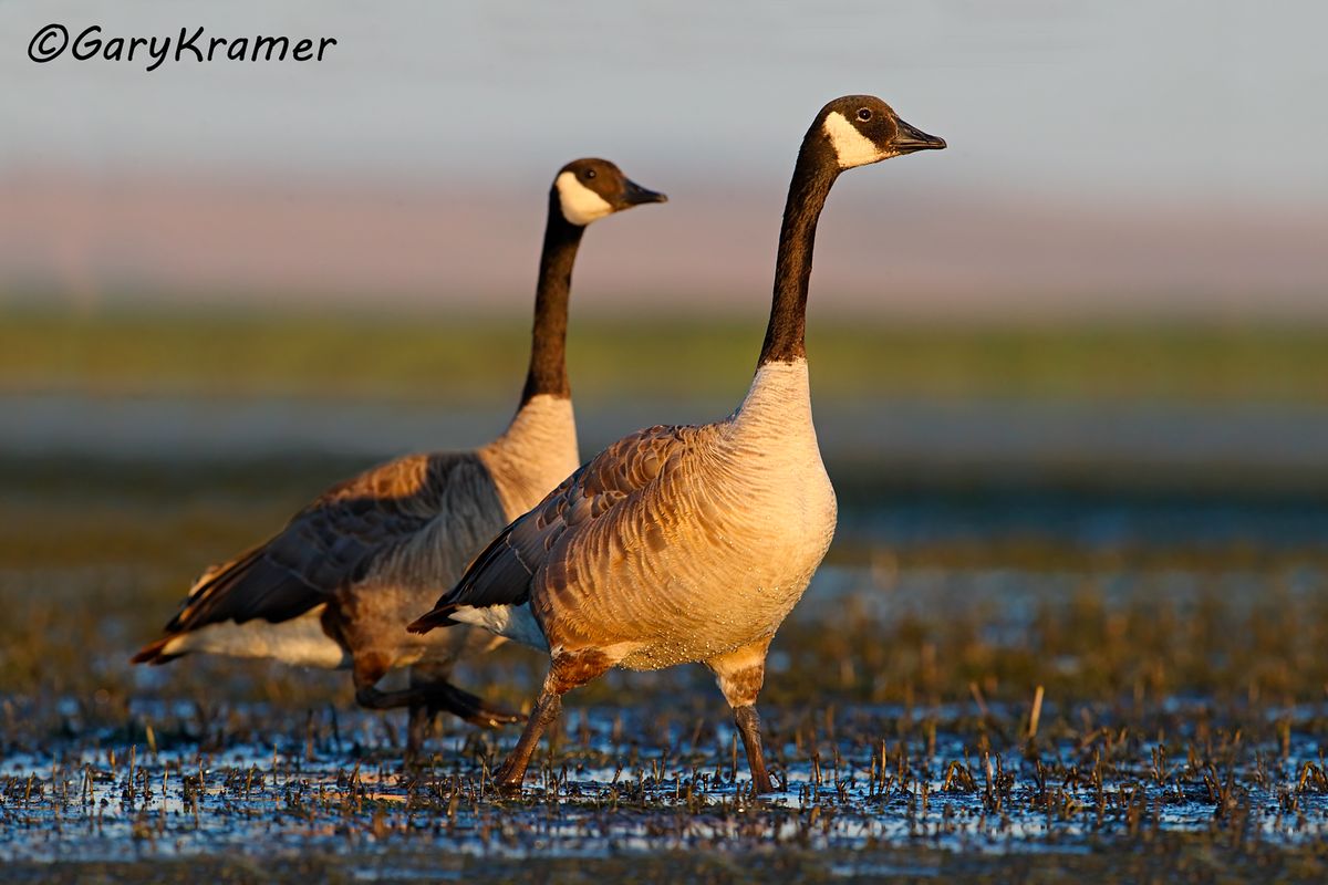 Canada goose 2024 qualität youtube