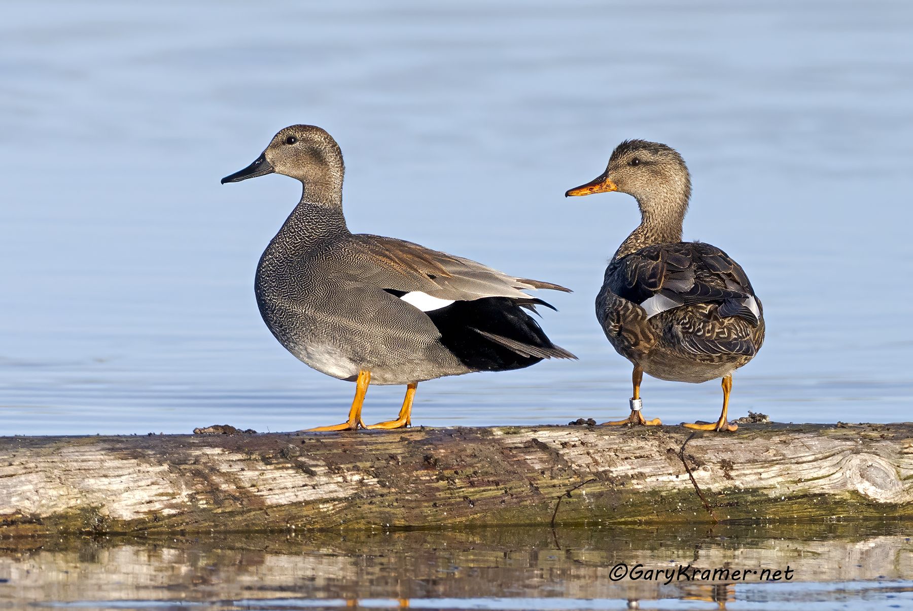 Gadwall (Anas streperta) - NBWG#3307d(2)