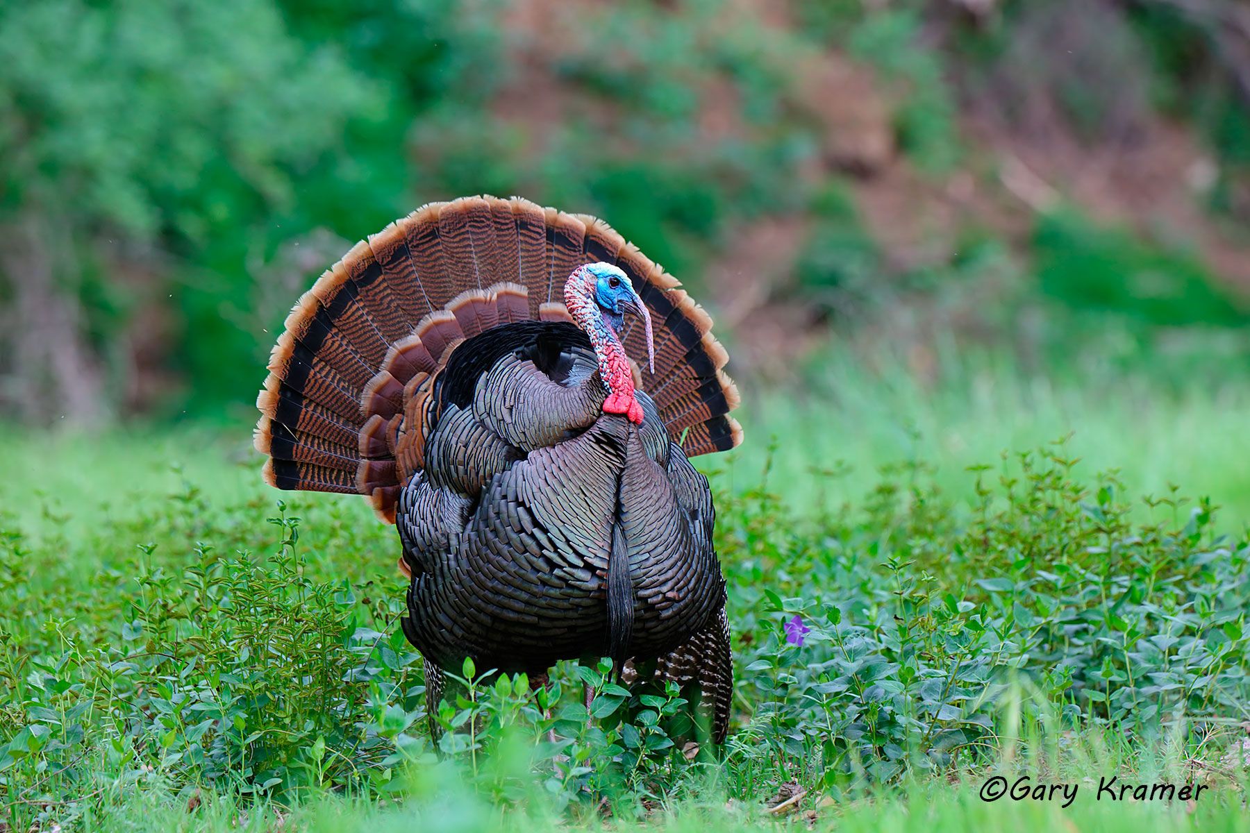 Wild Turkey (Rio Grande) (Meleagris gallopavo intermedia) by GaryKramer.net, 530-934-3873, gkramer@cwo.com Wild Turkey (Rio Grande) (Meleagris gallopavo intermedia) - NBGTr#3173d