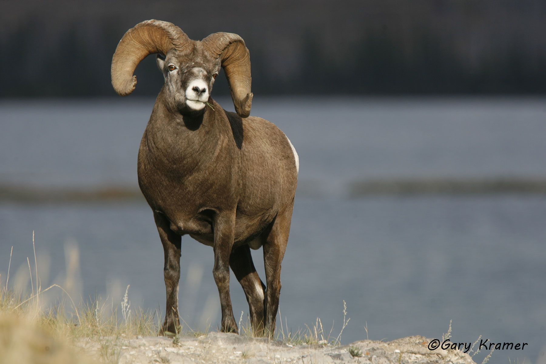 Rocky Mountain Bighorn (Ovis canadensis canadensis) by GaryKramer.net, 530-934-3873, gkramer@cwo.com Rocky Mountain Bighorn (Ovis canadensis canadensis) - NMSBr#537d