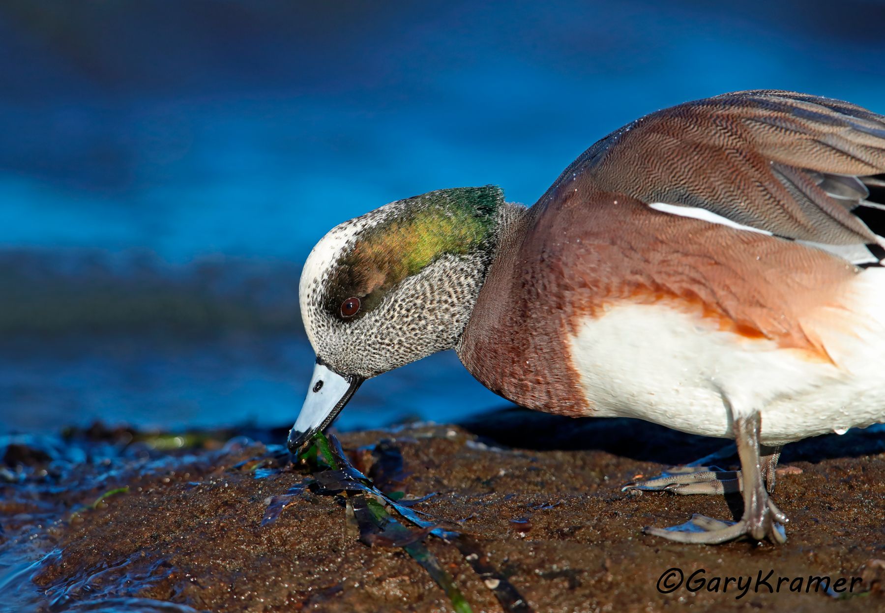 American Wigeon (Anas americana) American Wigeon (Anas americana) - NBWW#2098d