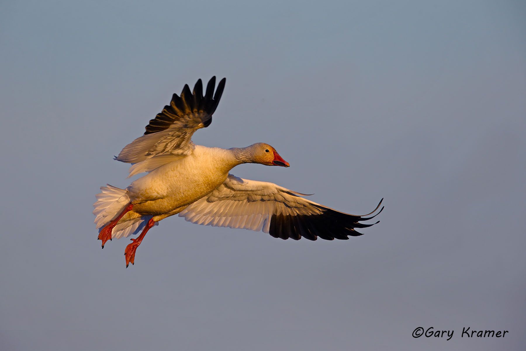 Lesser Snow Goose (Anser caerulescens) - NBWSg#2178d