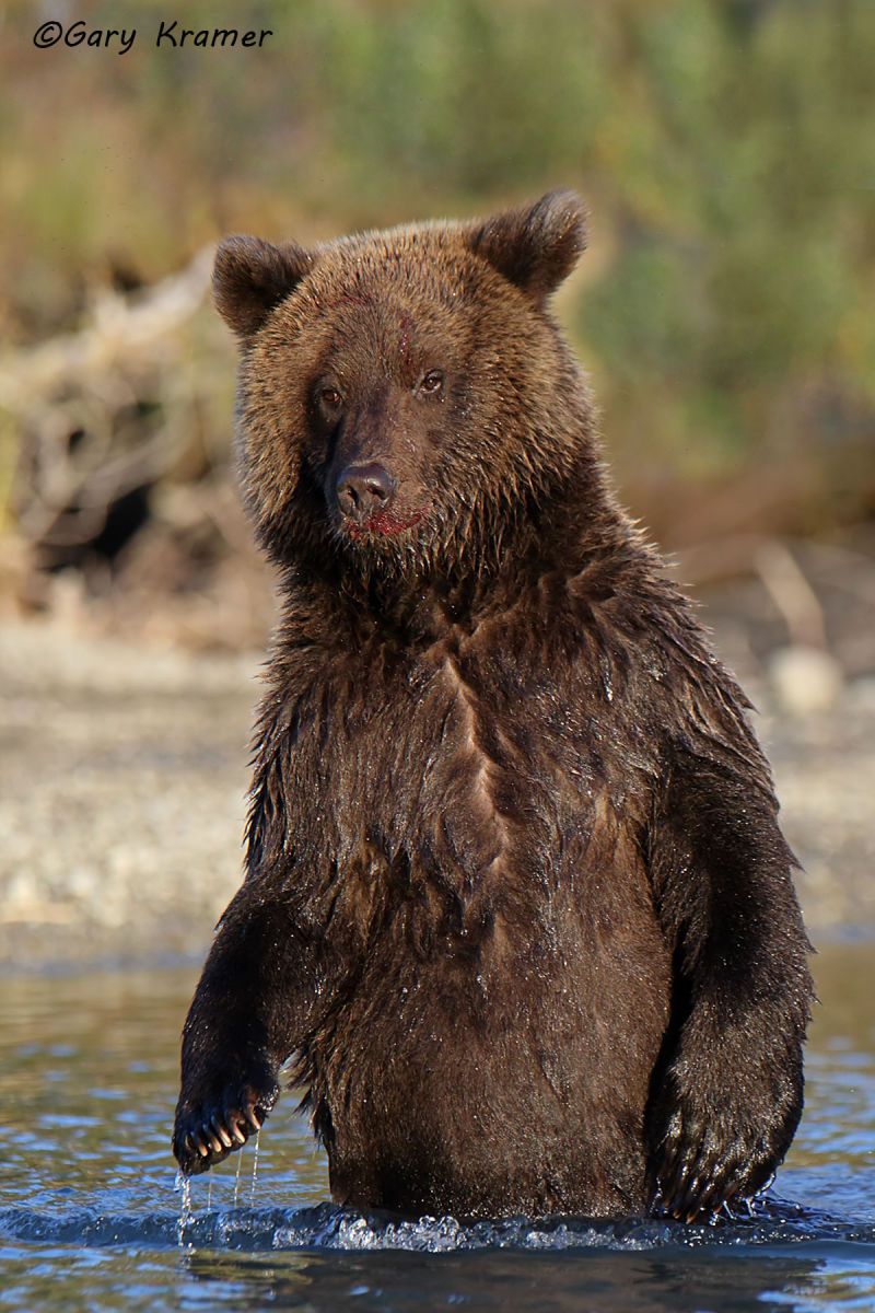 Alaskan Brown Bear (Ursus middlendorffi) by GaryKramer.net, 530-934-3873, gkramer@cwo.com Alaskan Brown Bear (Urusus middlendorffi) - NMBA#421d(2)