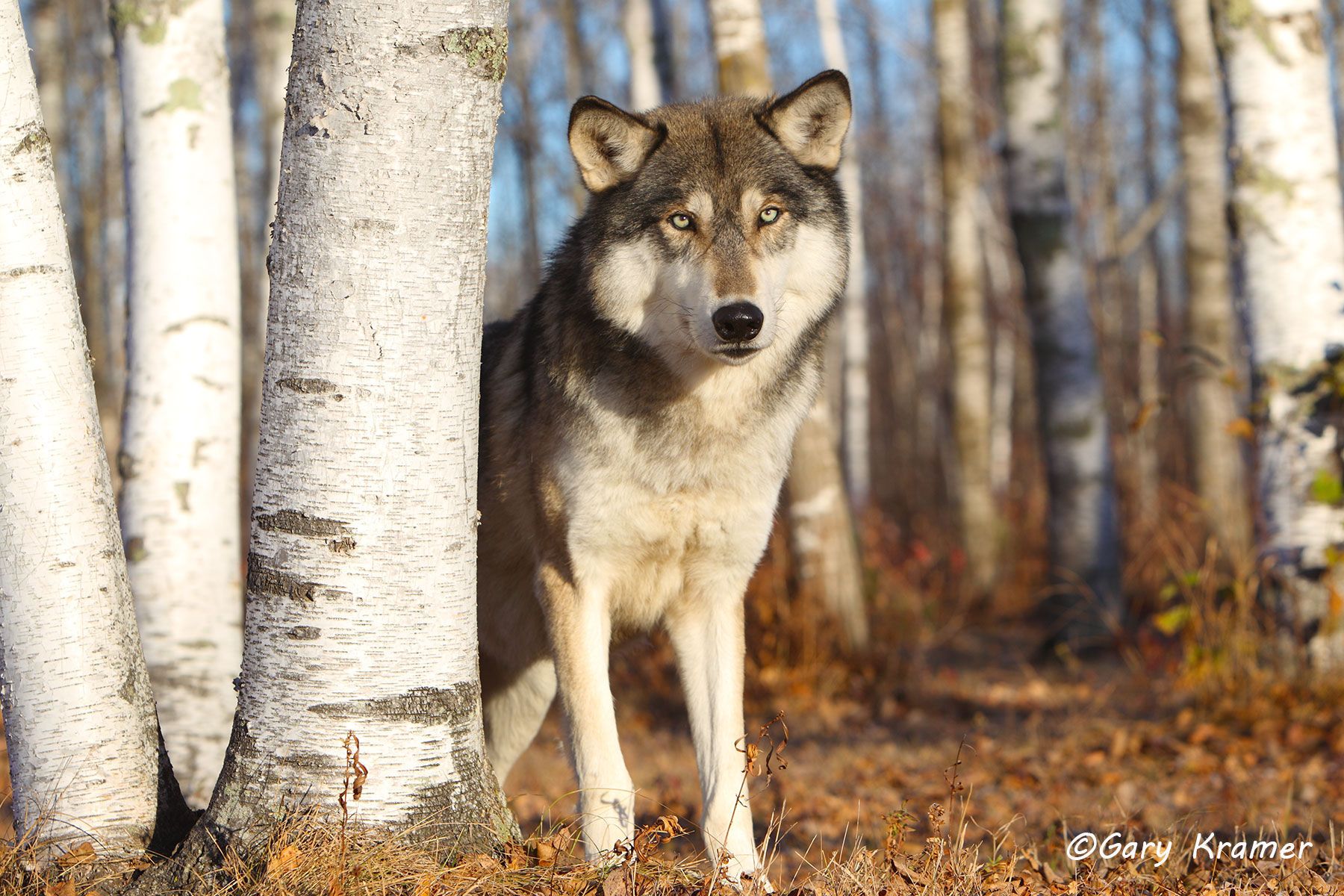 Gray Wolf (Canis lupus) - NMWg#1217d
