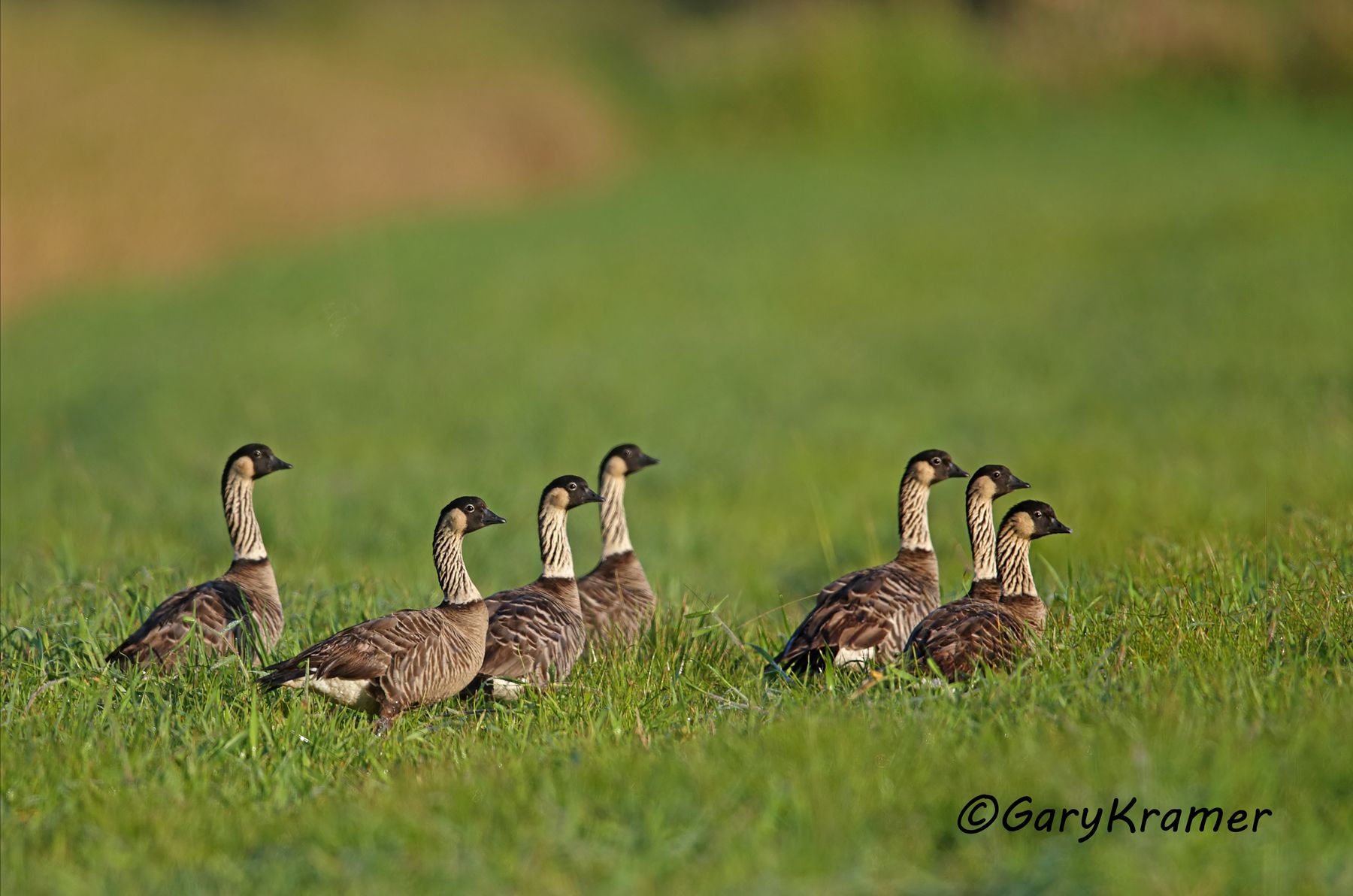 Nene Goose (Hawaiian) (Branta sandvicensis) - NBWN#528d(2)