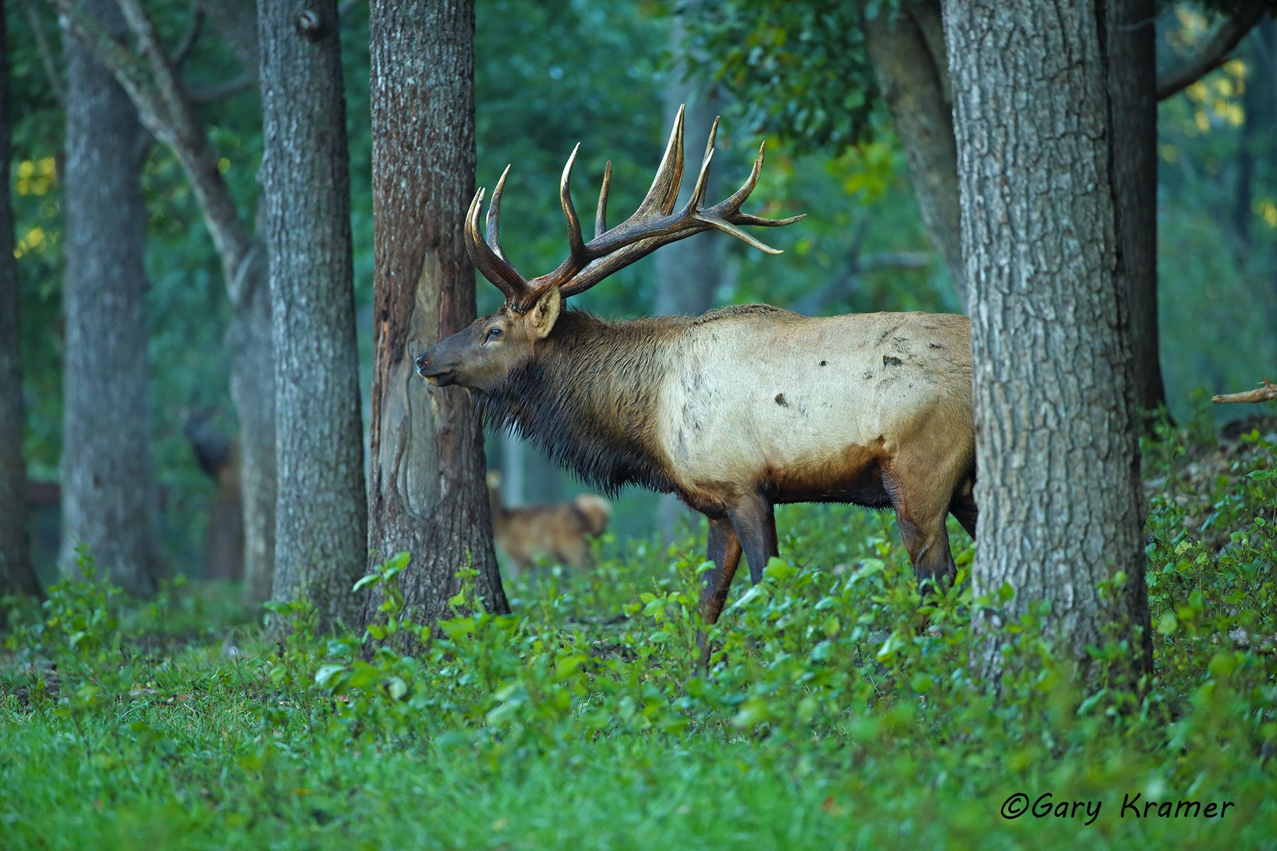 Rocky Mountain Elk (Cervus elaphus nelsoni) - NMERm#2061d