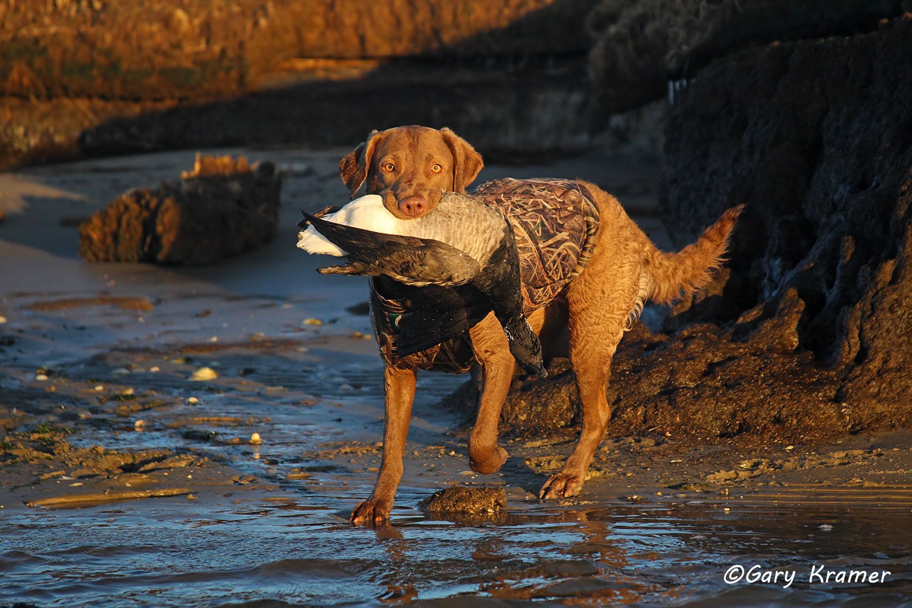 Chesapeake Bay Retriever retrieving Atlantic Brant - HDCra#030d