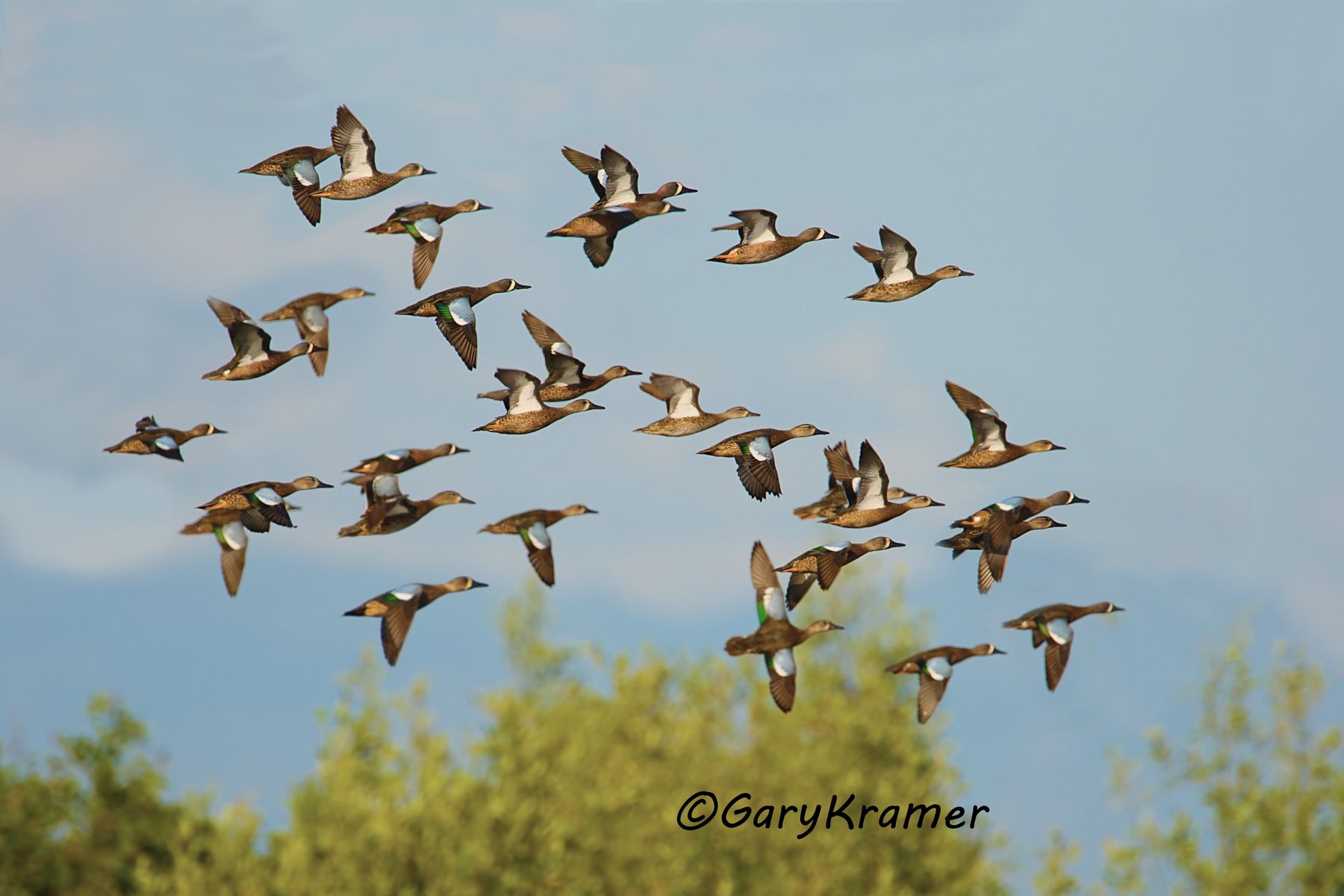 Blue-winged Teal (Anas discors) - NBWTb#549d(2)